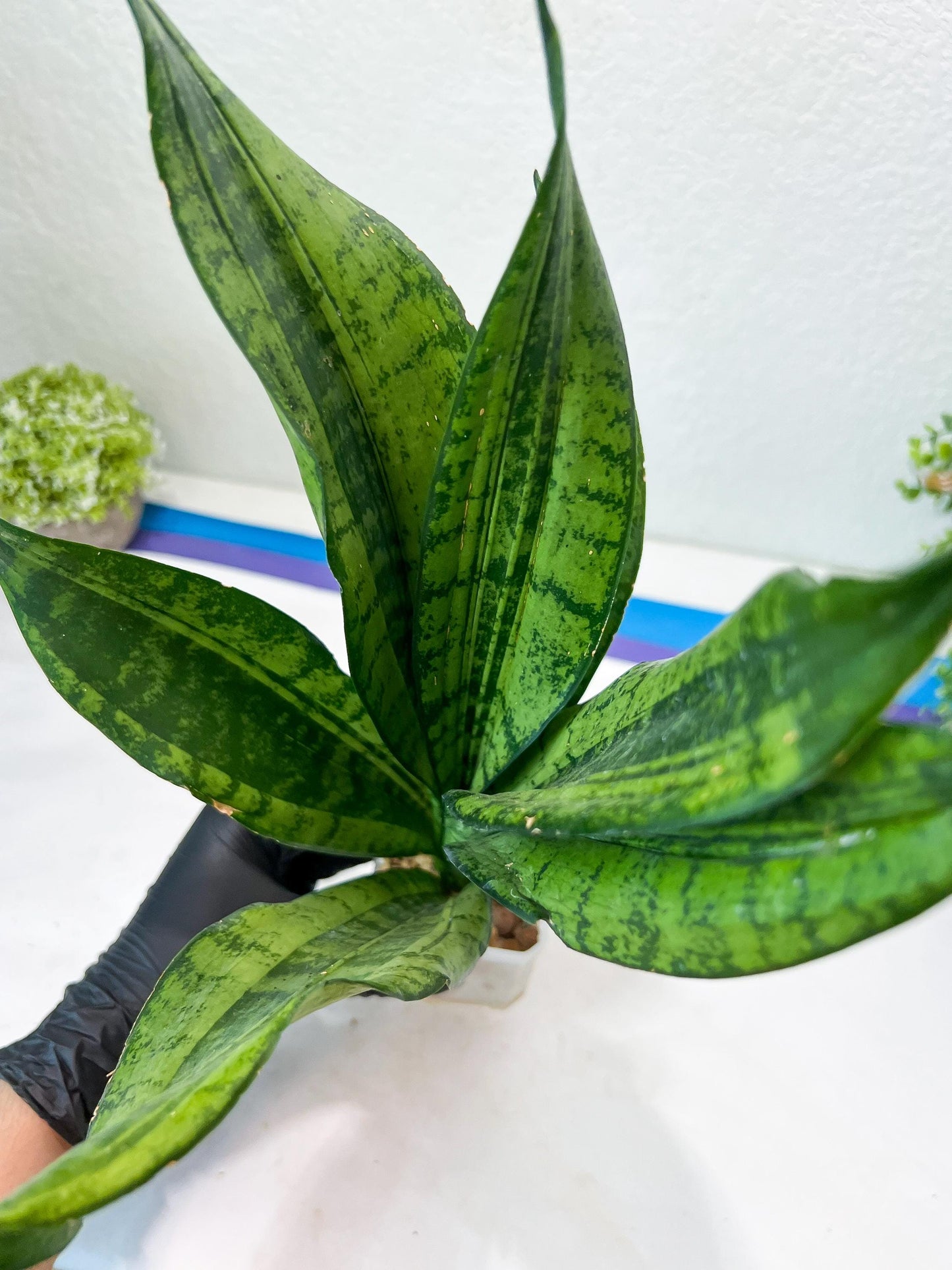 Sansevieria Moonshine Mutant (Y) | Imported Plants