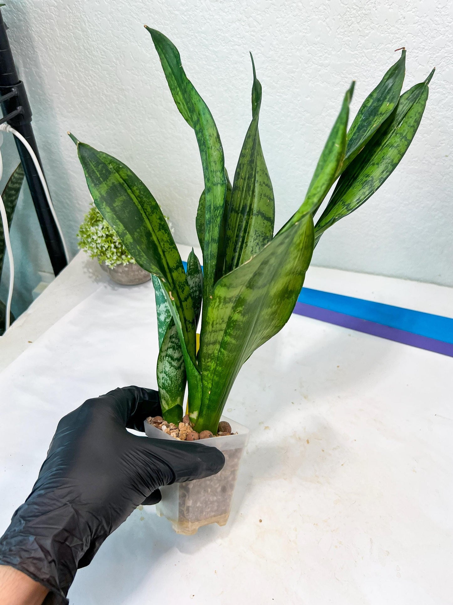 Sansevieria Moonshine Mutant (Y) | Imported Plants