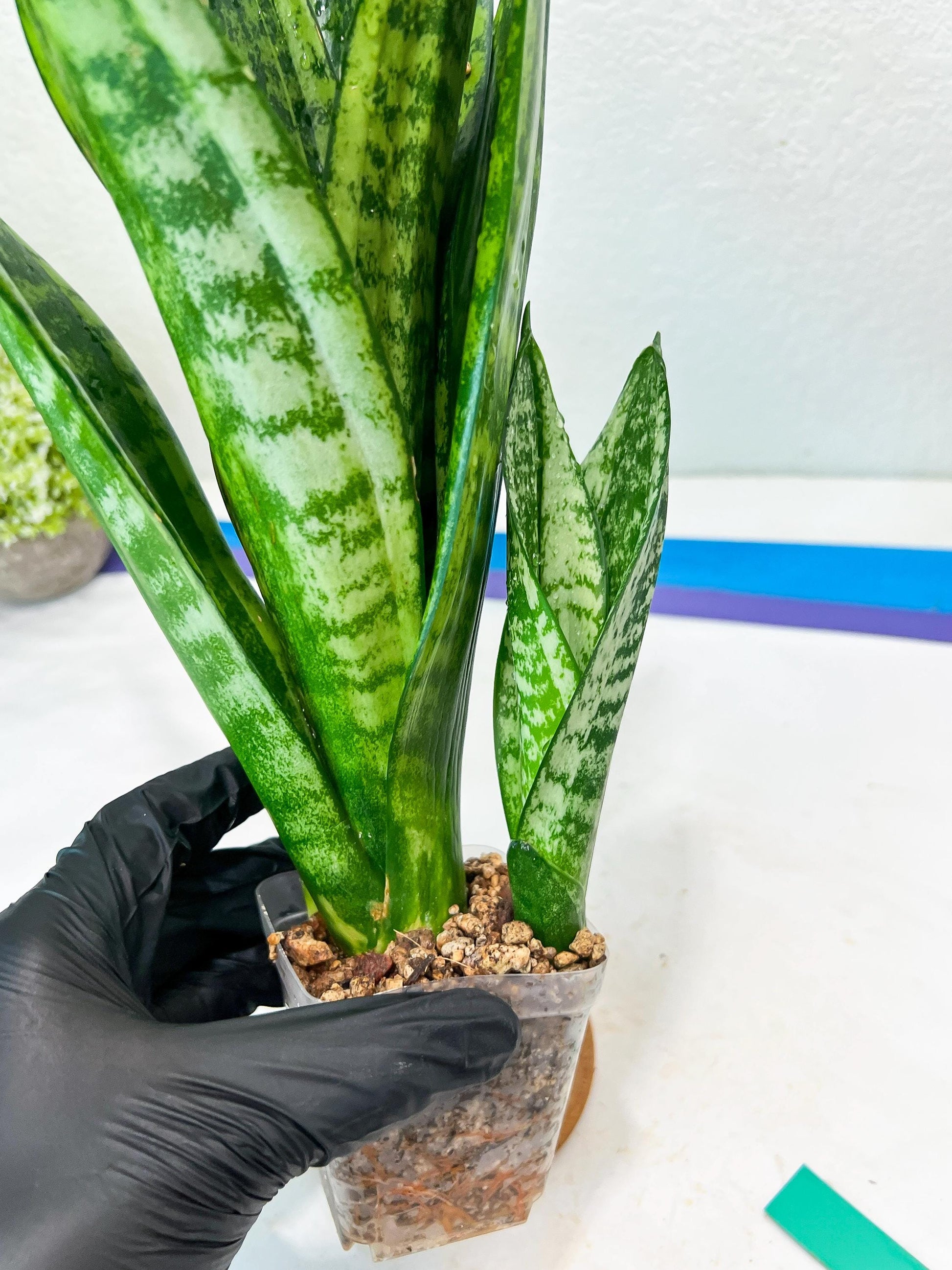 Sansevieria Moonshine Mutant (G) | Imported Plants