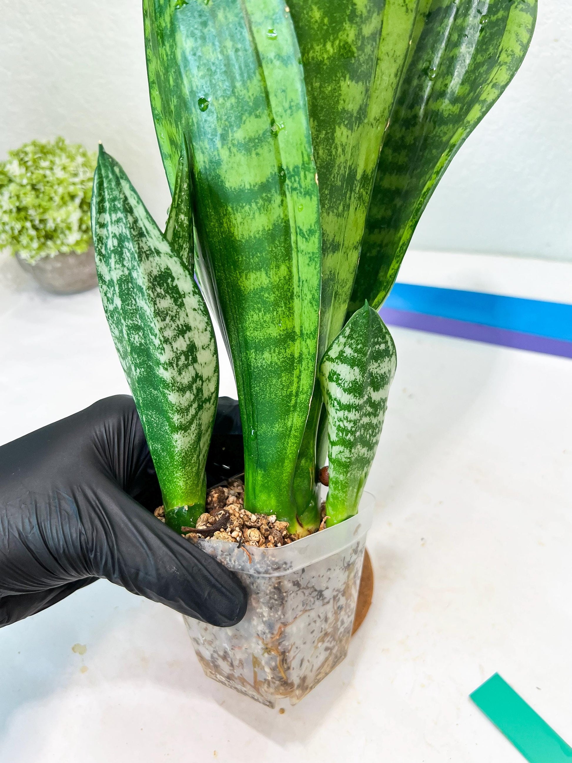 Sansevieria Moonshine Mutant (G) | Imported Plants