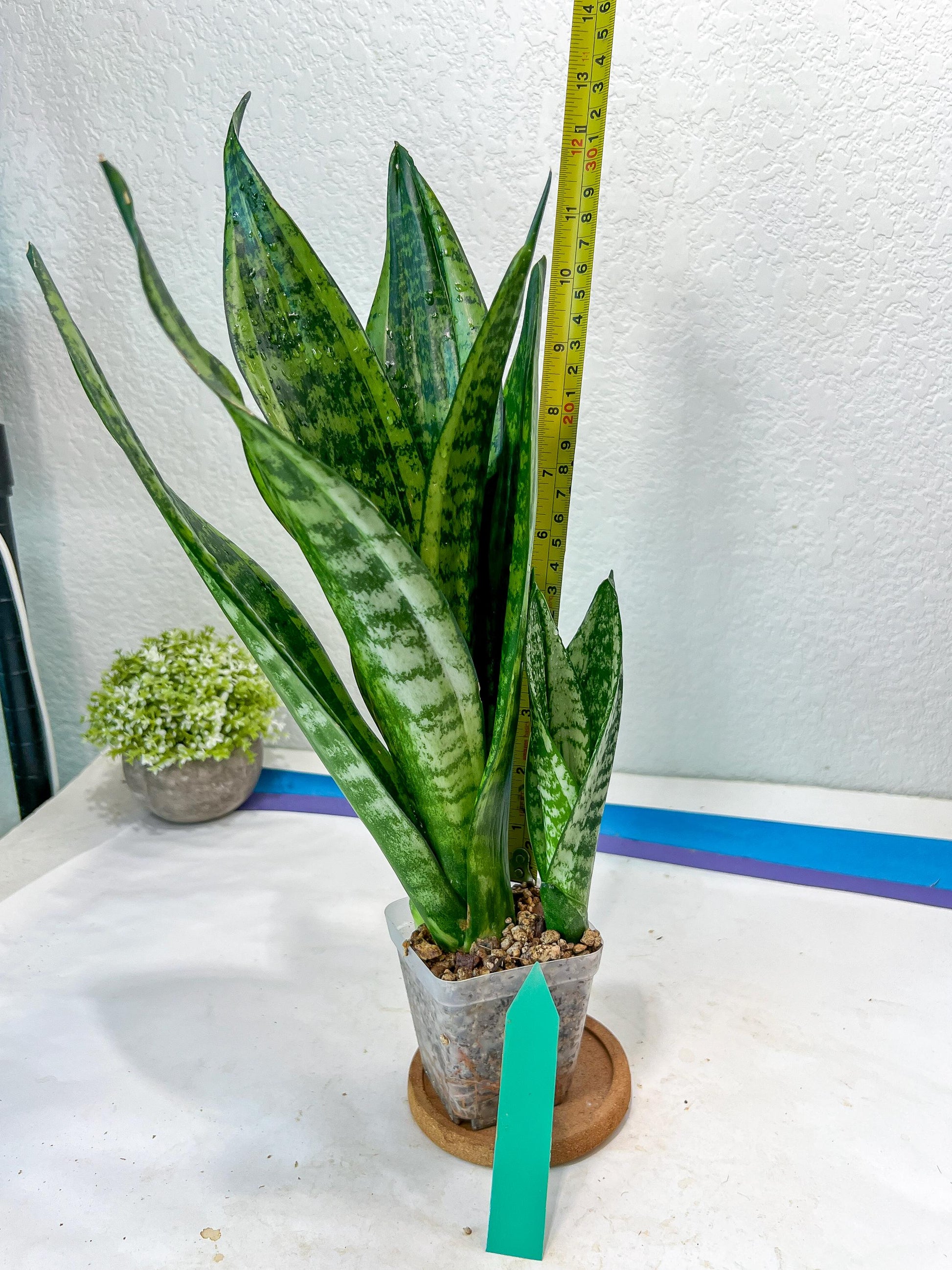 Sansevieria Moonshine Mutant (G) | Imported Plants