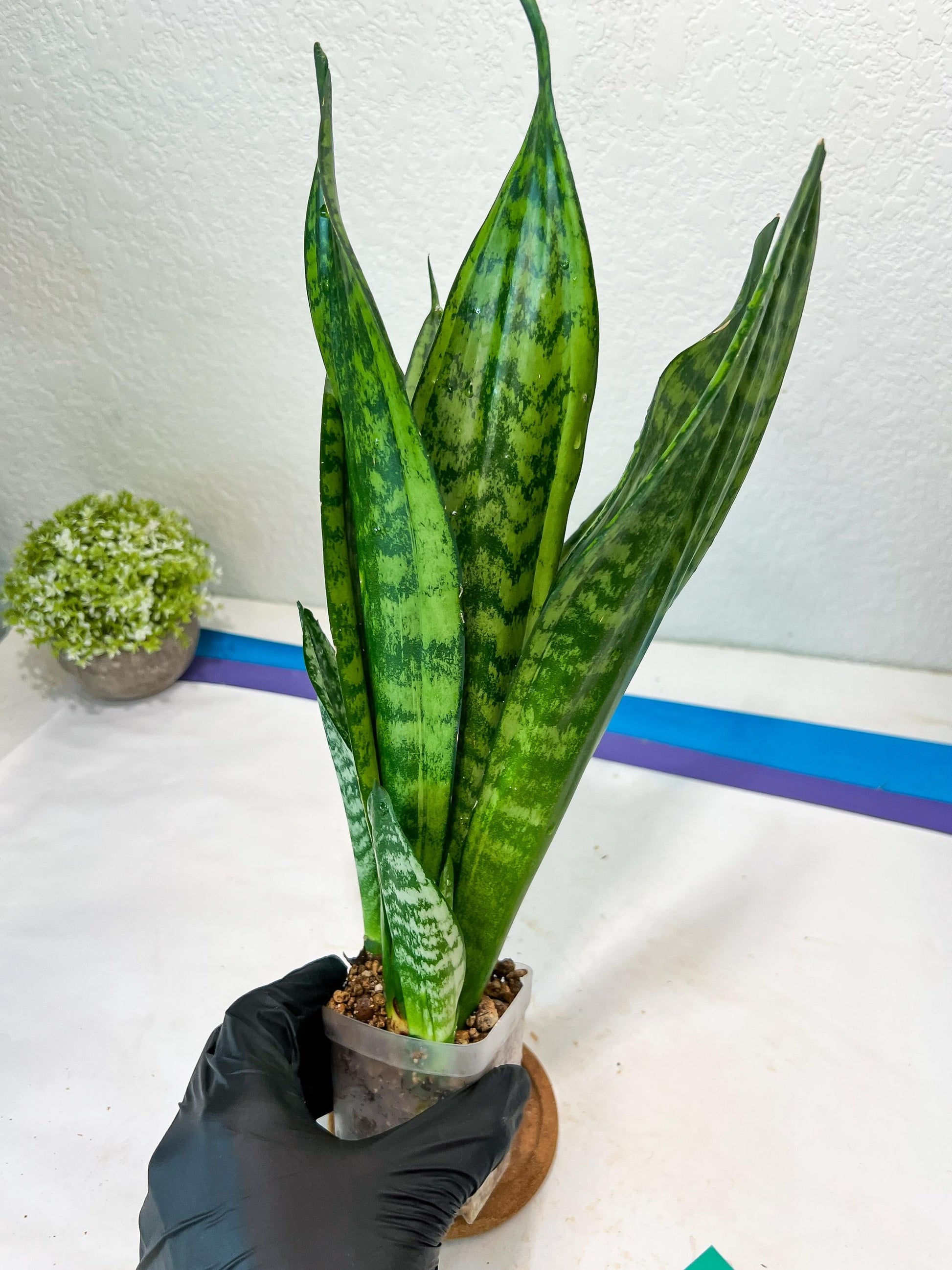 Sansevieria Moonshine Mutant (G) | Imported Plants