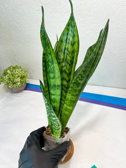 Sansevieria Moonshine Mutant (G) | Imported Plants