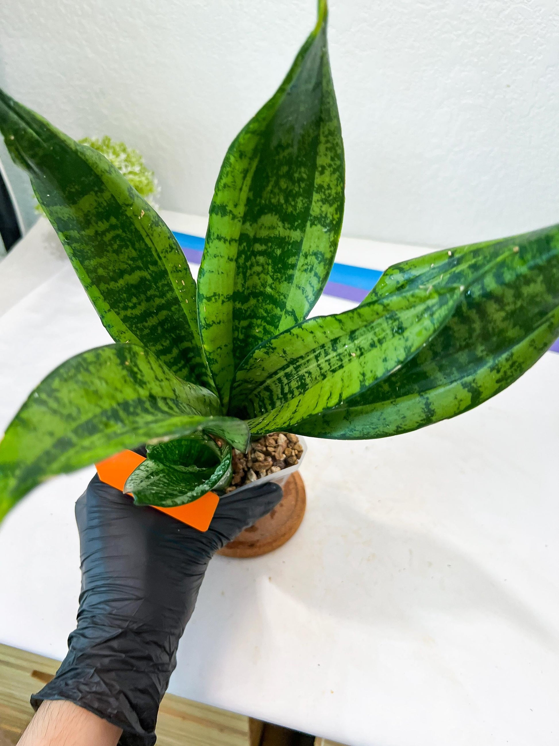 Sansevieria Moonshine Mutant (O) | Imported Plants