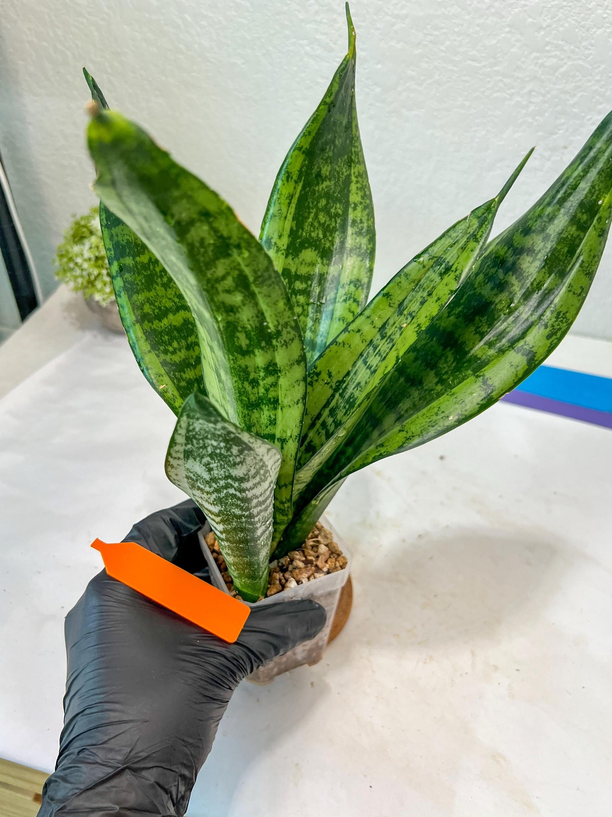 Sansevieria Moonshine Mutant (O) | Imported Plants