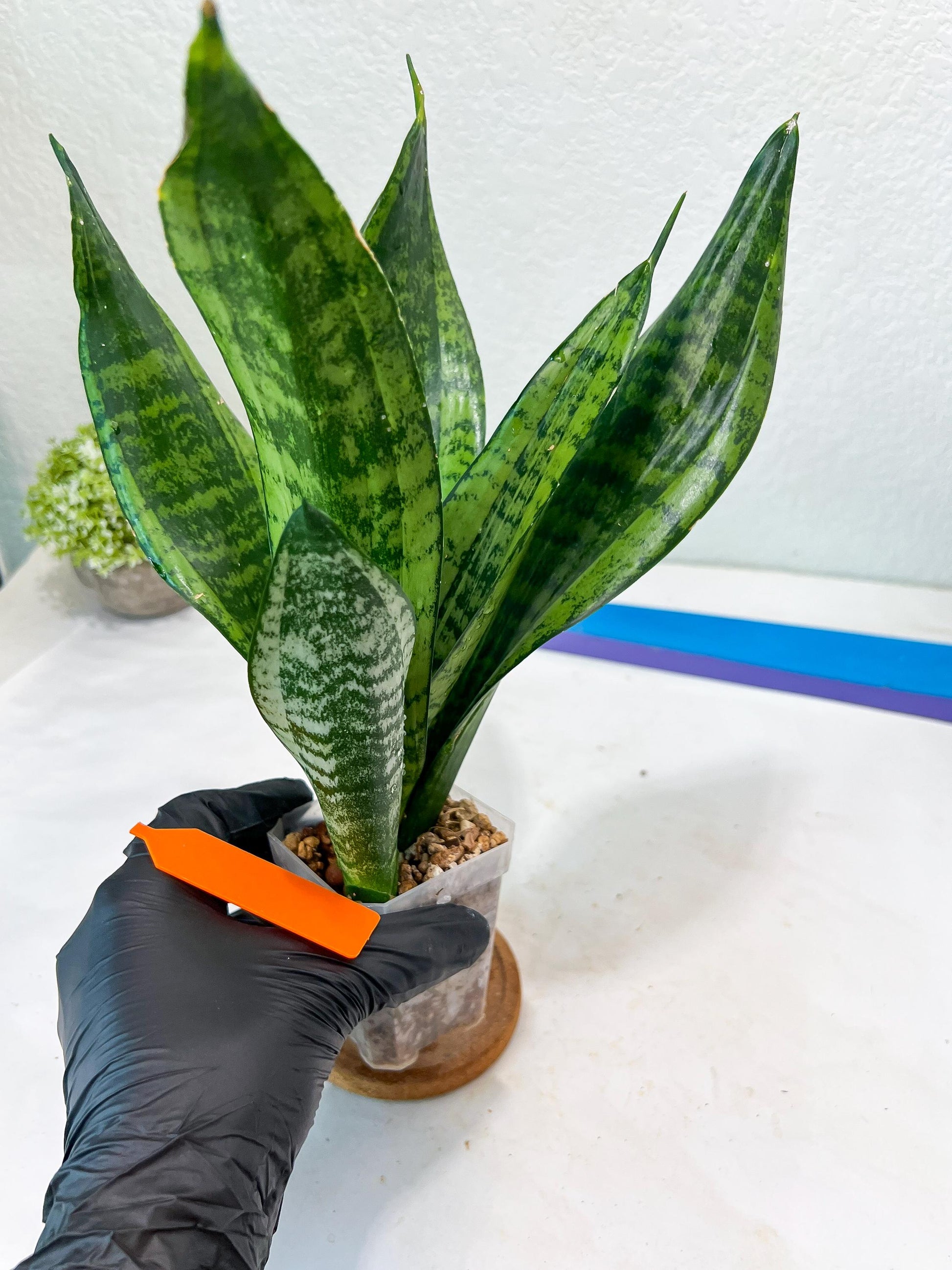 Sansevieria Moonshine Mutant (O) | Imported Plants