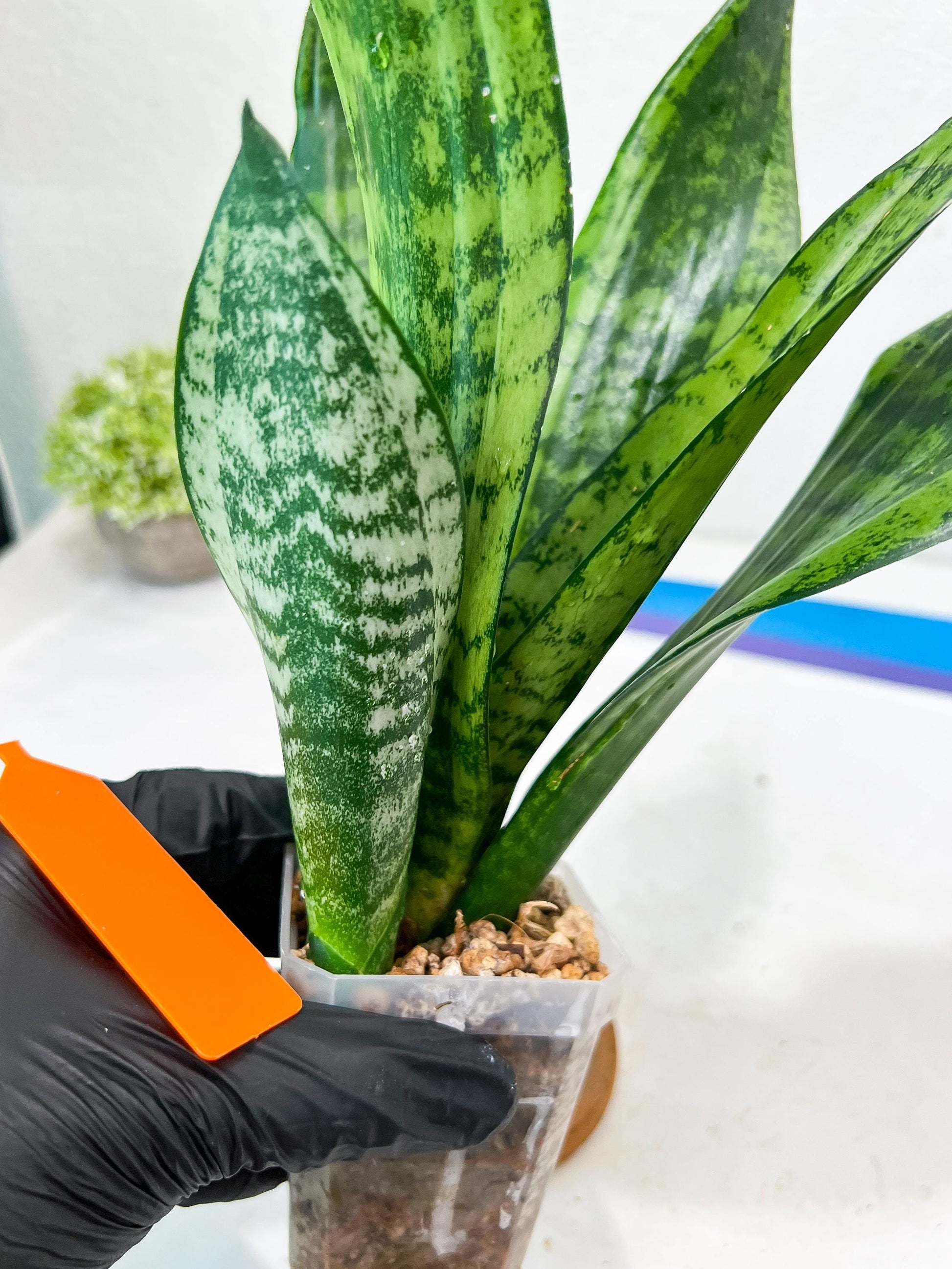 Sansevieria Moonshine Mutant (O) | Imported Plants