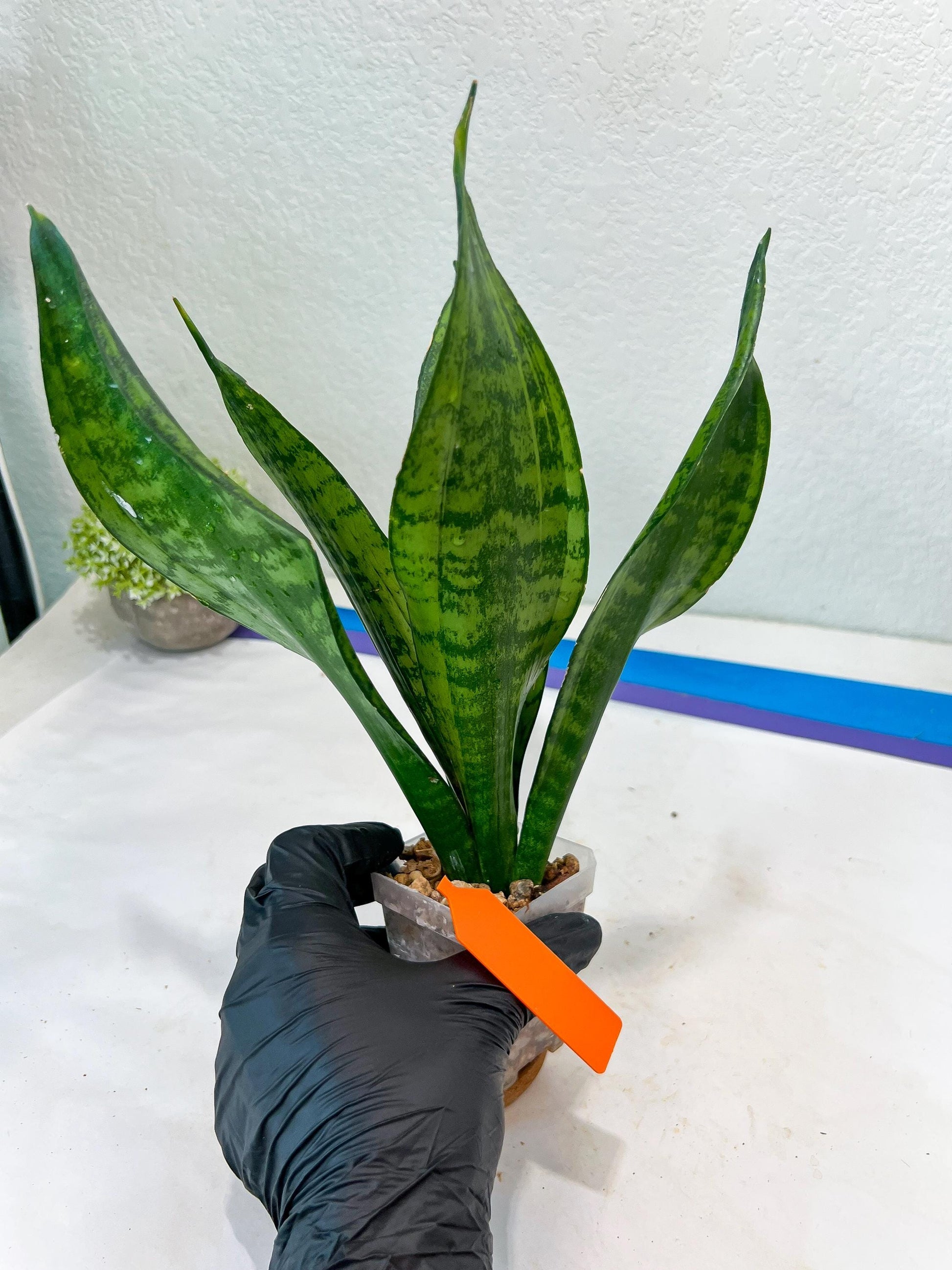 Sansevieria Moonshine Mutant (O) | Imported Plants