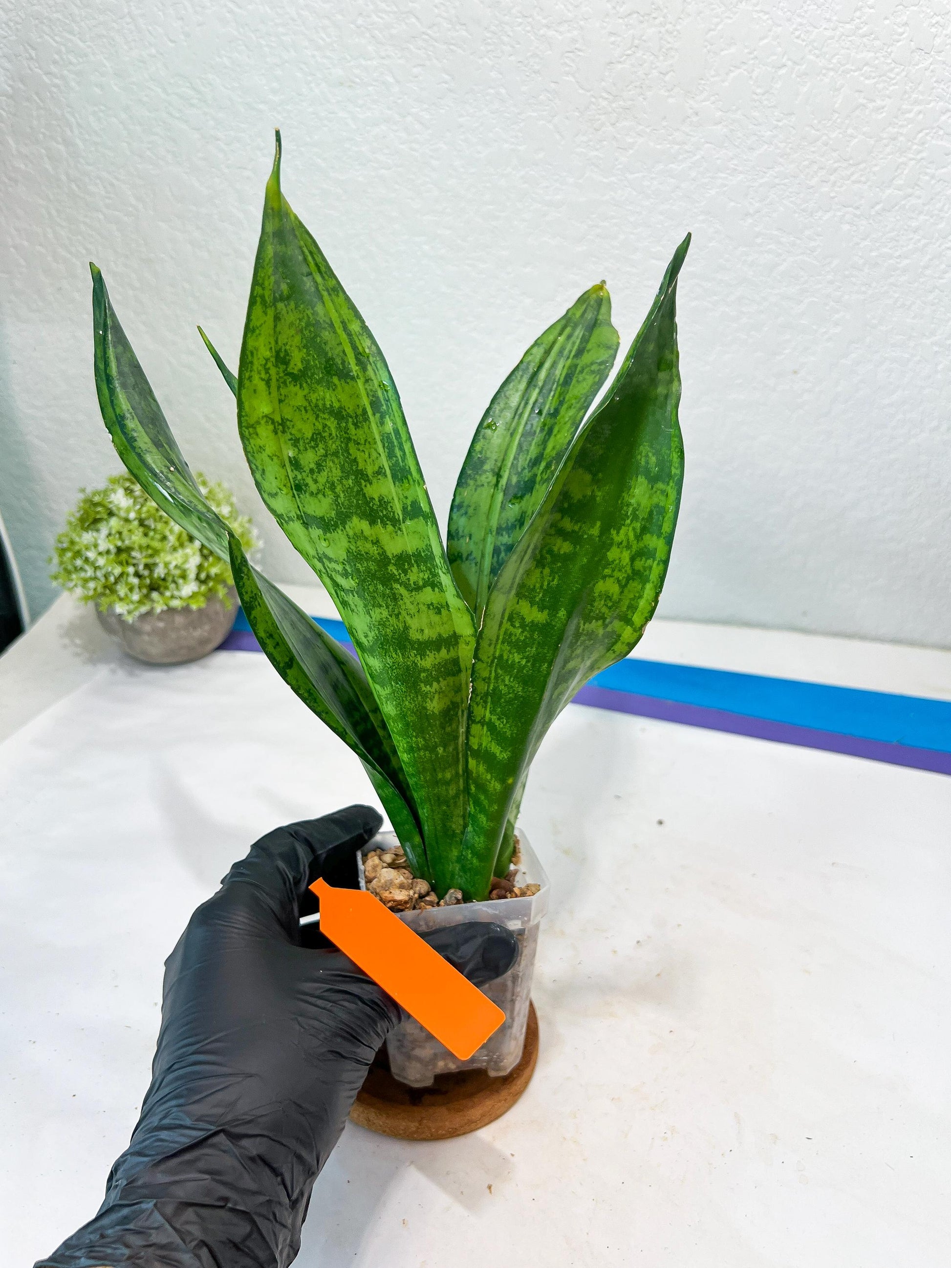 Sansevieria Moonshine Mutant (O) | Imported Plants