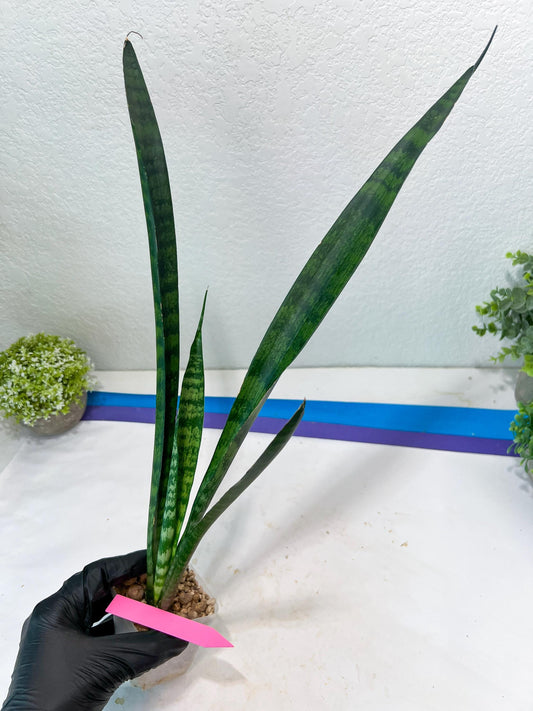 Sansevieria Parva Stick Type 2 | Imported Plants | Rare Hybrid Species