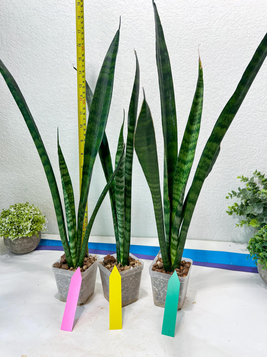 Sansevieria Parva Stick Type 2 | Imported Plants | Rare Hybrid Species