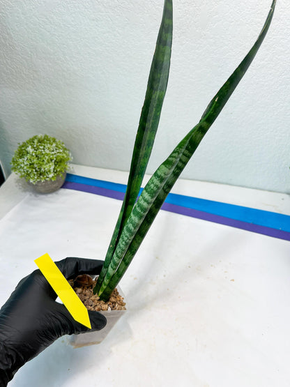Sansevieria Parva Stick Type 2 | Imported Plants | Rare Hybrid Species
