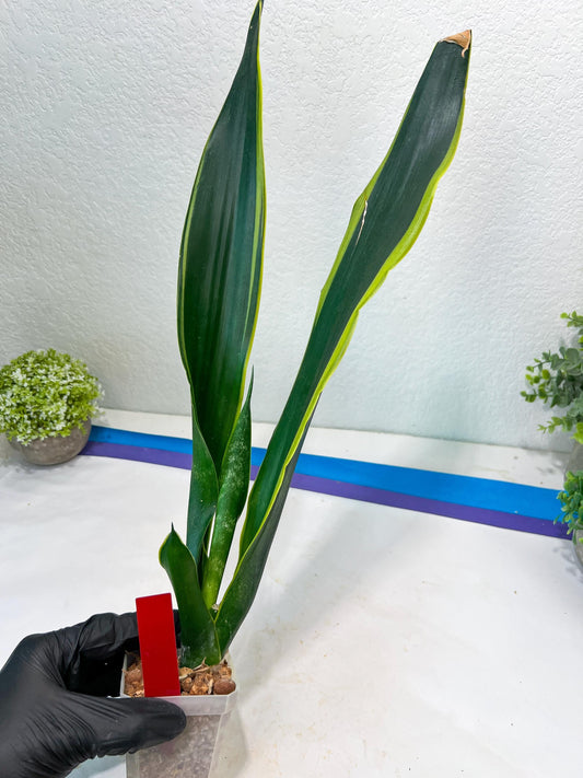 Sansevieria Trifasciata Lillian True Oil (G2) | Imported Plants