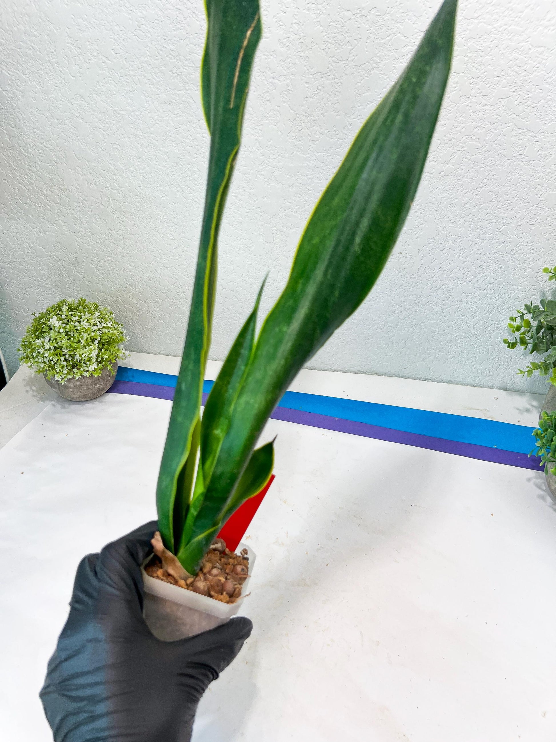 Sansevieria Trifasciata Lillian True Oil (G2) | Imported Plants