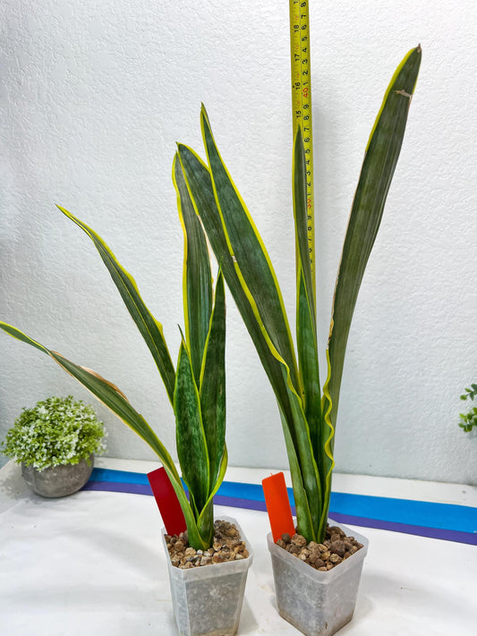Sansevieria trifasciata Assalam | Imported Plants