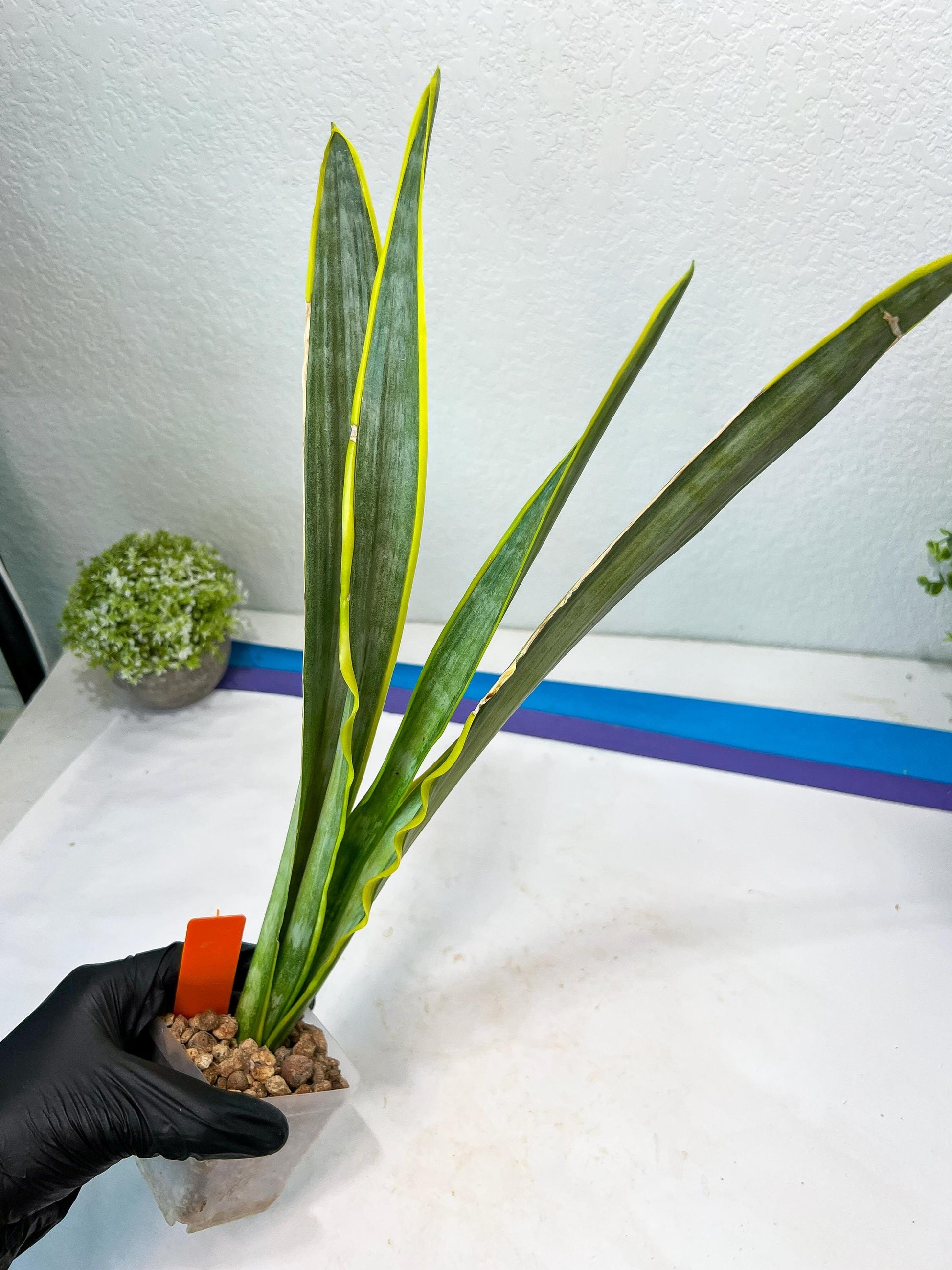 Sansevieria trifasciata Assalam | Imported Plants
