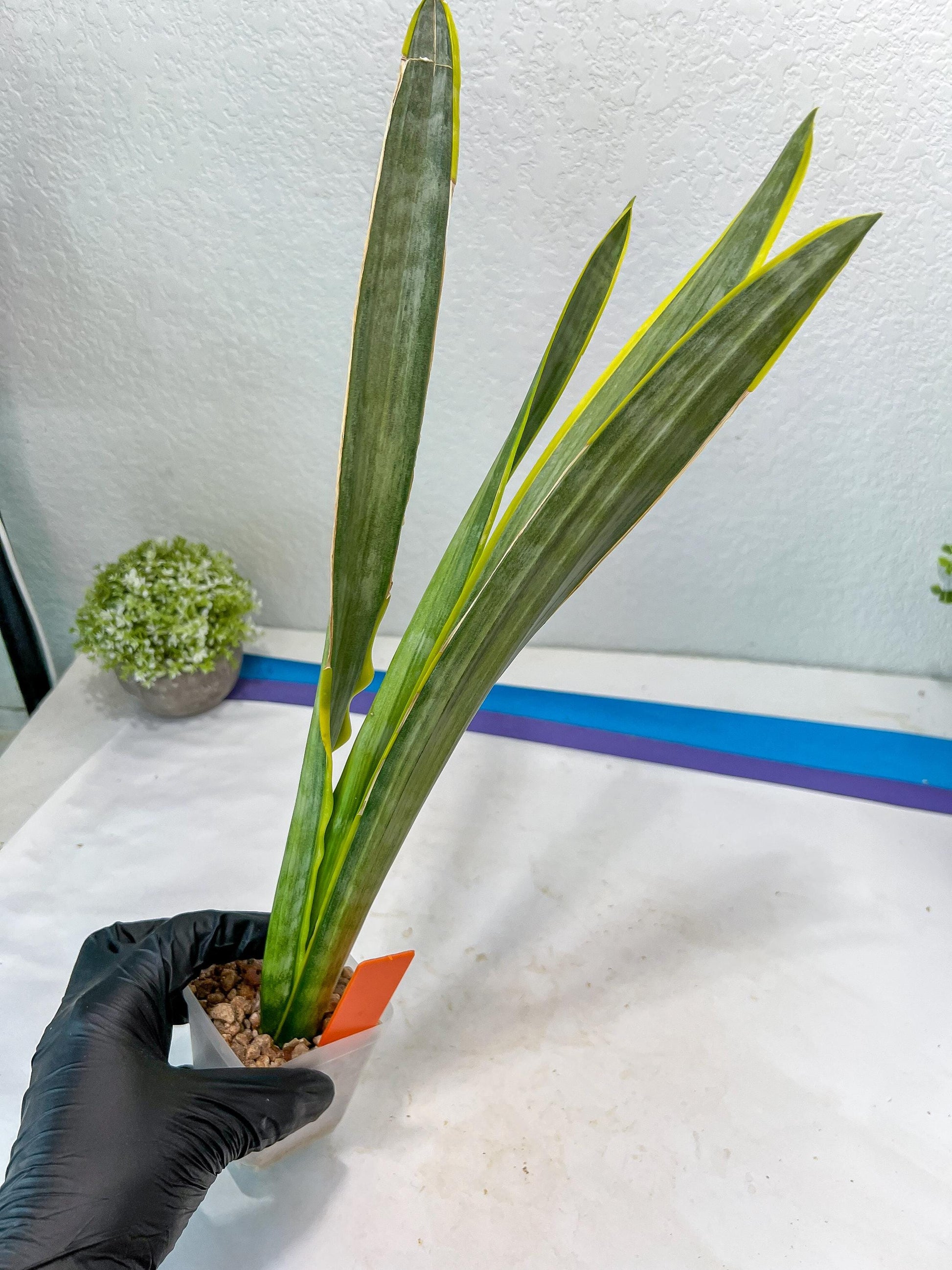Sansevieria trifasciata Assalam | Imported Plants