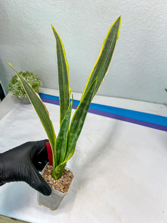 Sansevieria trifasciata Assalam (Red) | Imported Plants