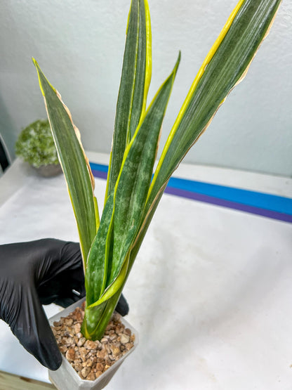 Sansevieria trifasciata Assalam (Red) | Imported Plants
