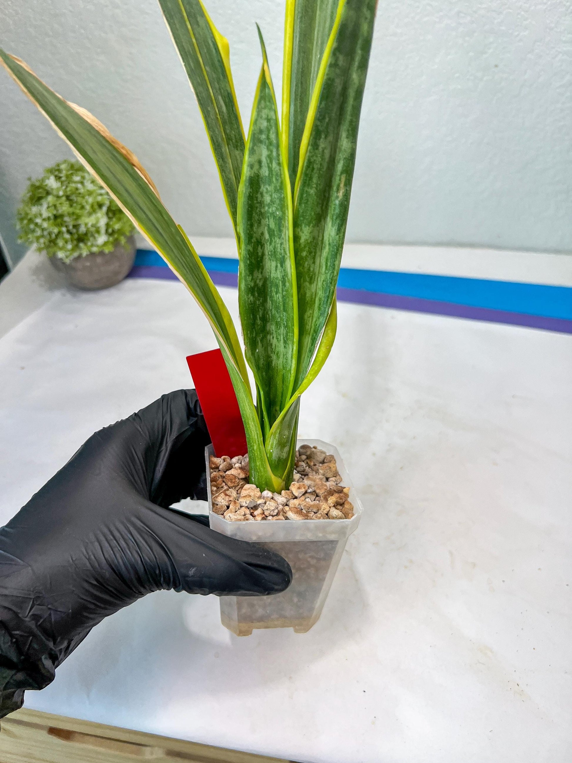 Sansevieria trifasciata Assalam (Red) | Imported Plants