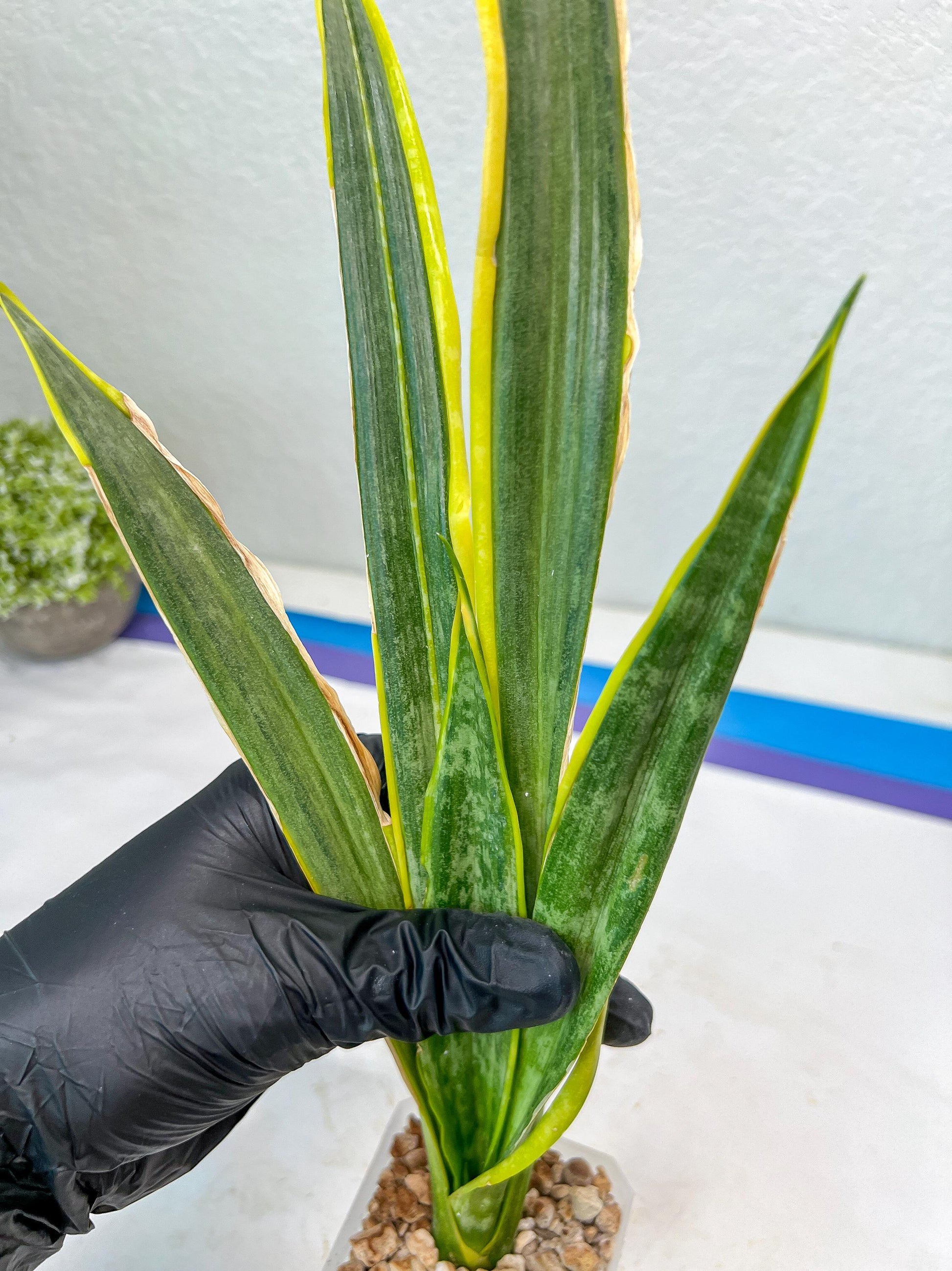 Sansevieria trifasciata Assalam (Red) | Imported Plants