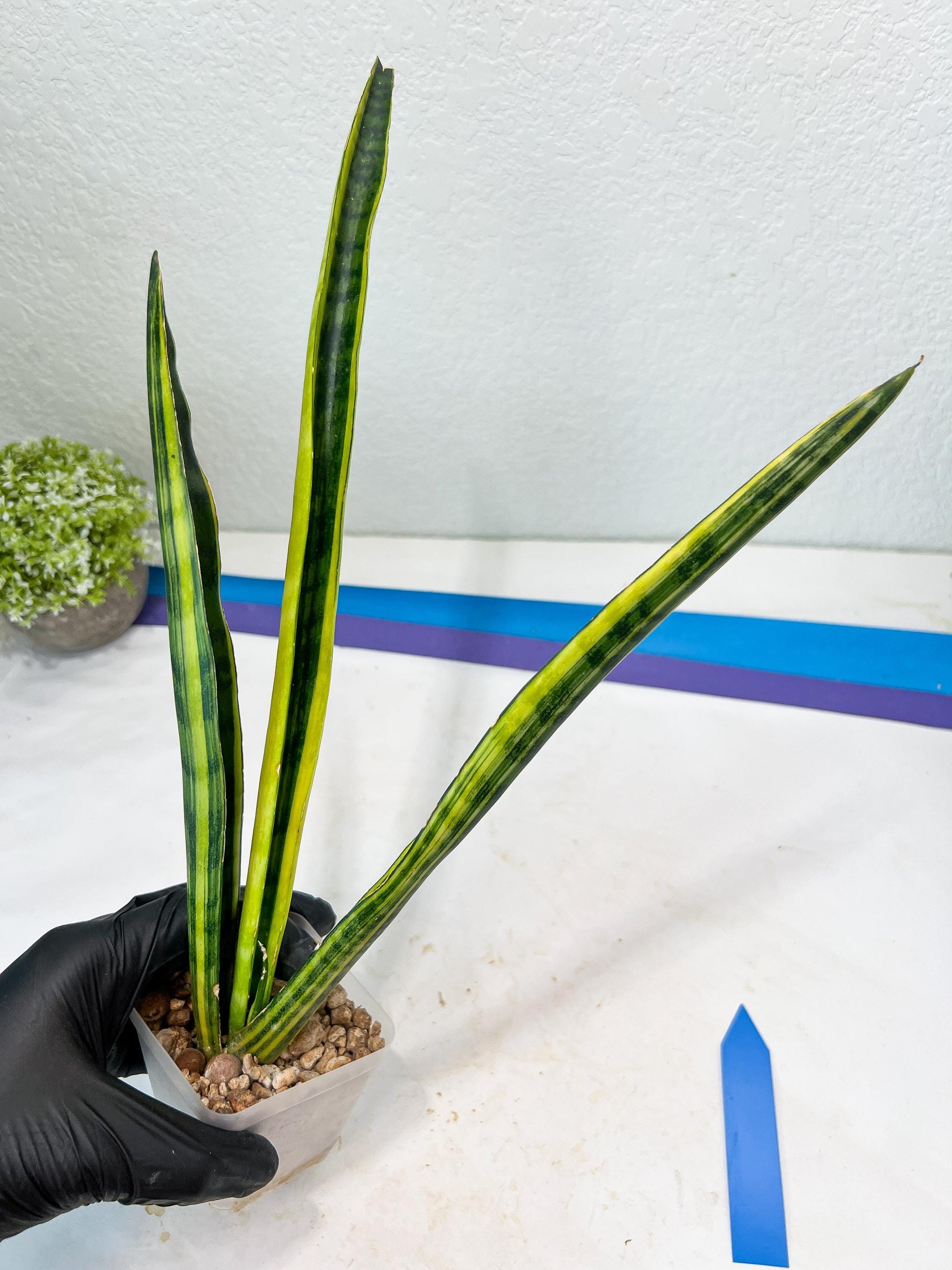 Sansevieria Trifasciata Parva Stick Var | Imported Plants | Rare Hybrid Species