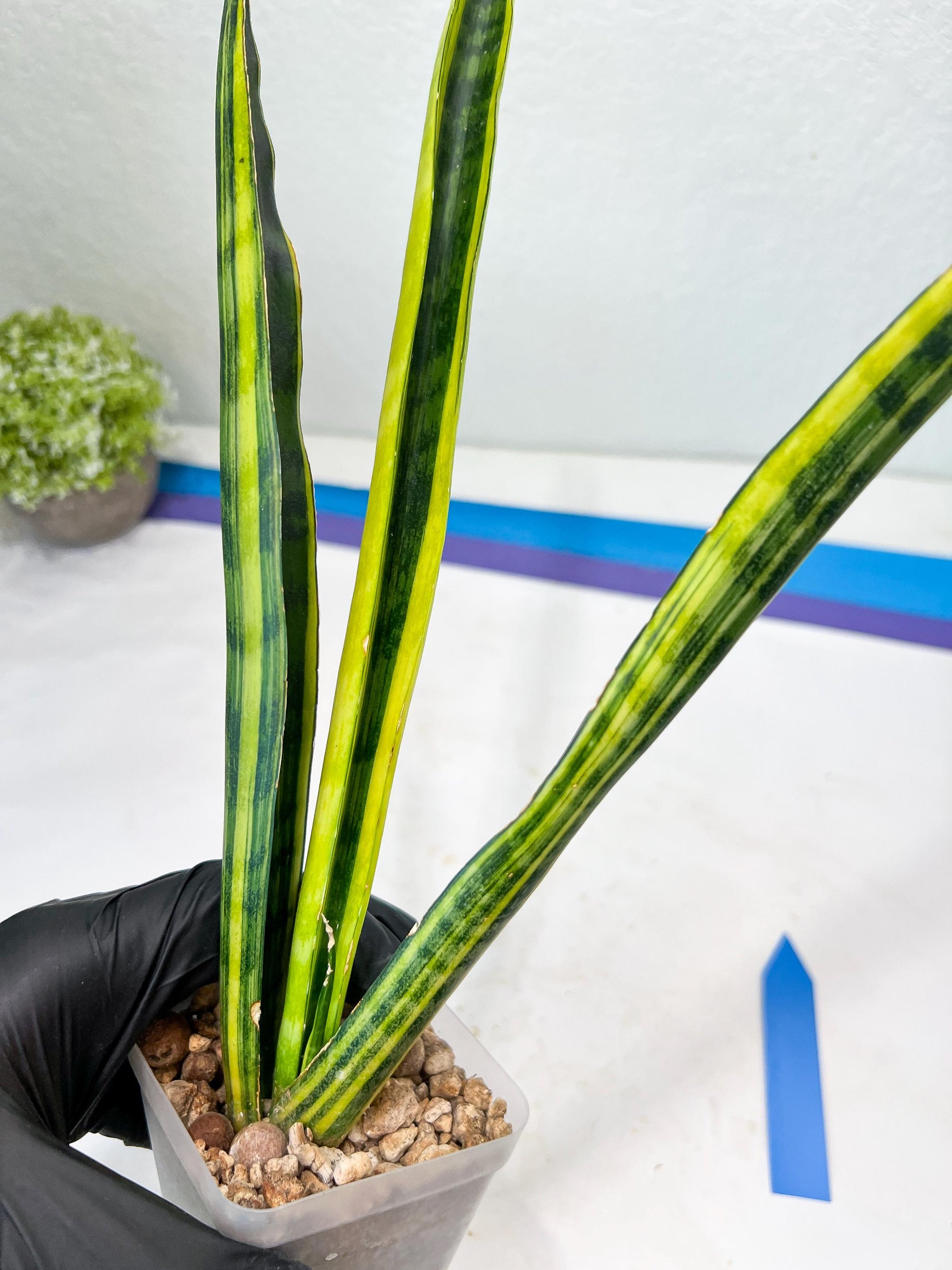 Sansevieria Trifasciata Parva Stick Var | Imported Plants | Rare Hybrid Species