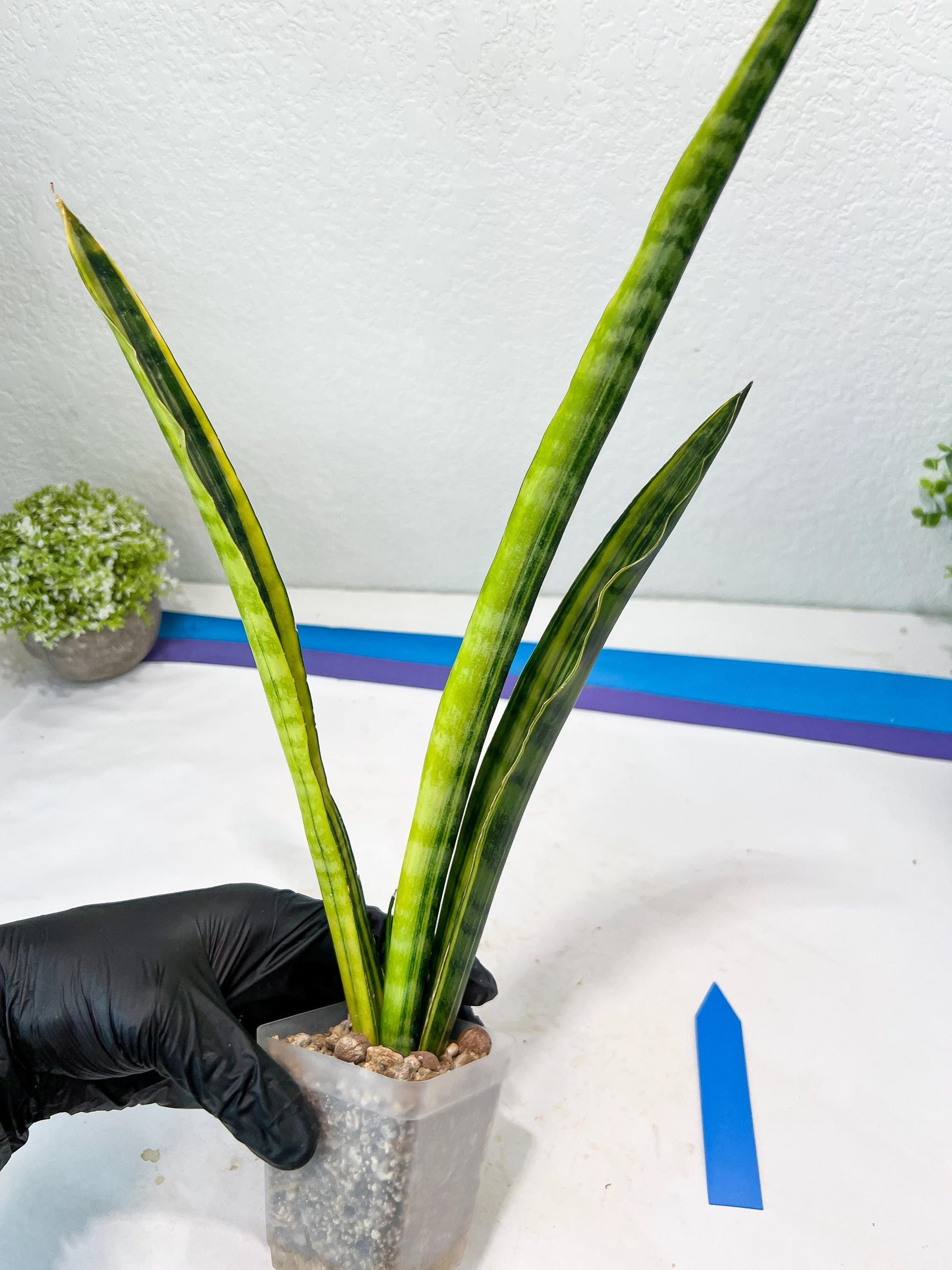 Sansevieria Trifasciata Parva Stick Var | Imported Plants | Rare Hybrid Species