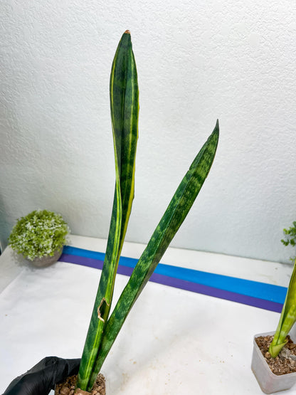 Sansevieria Trifasciata Parva Stick Var (G-R) | Imported Plant