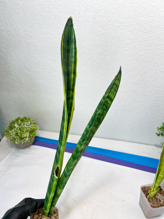 Sansevieria Trifasciata Parva Stick Var (G-R) | Imported Plant