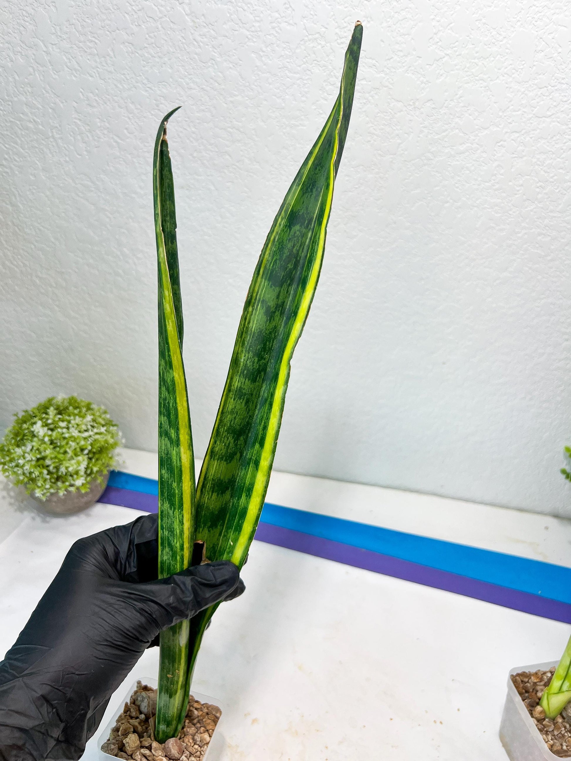 Sansevieria Trifasciata Parva Stick Var (G-R) | Imported Plant