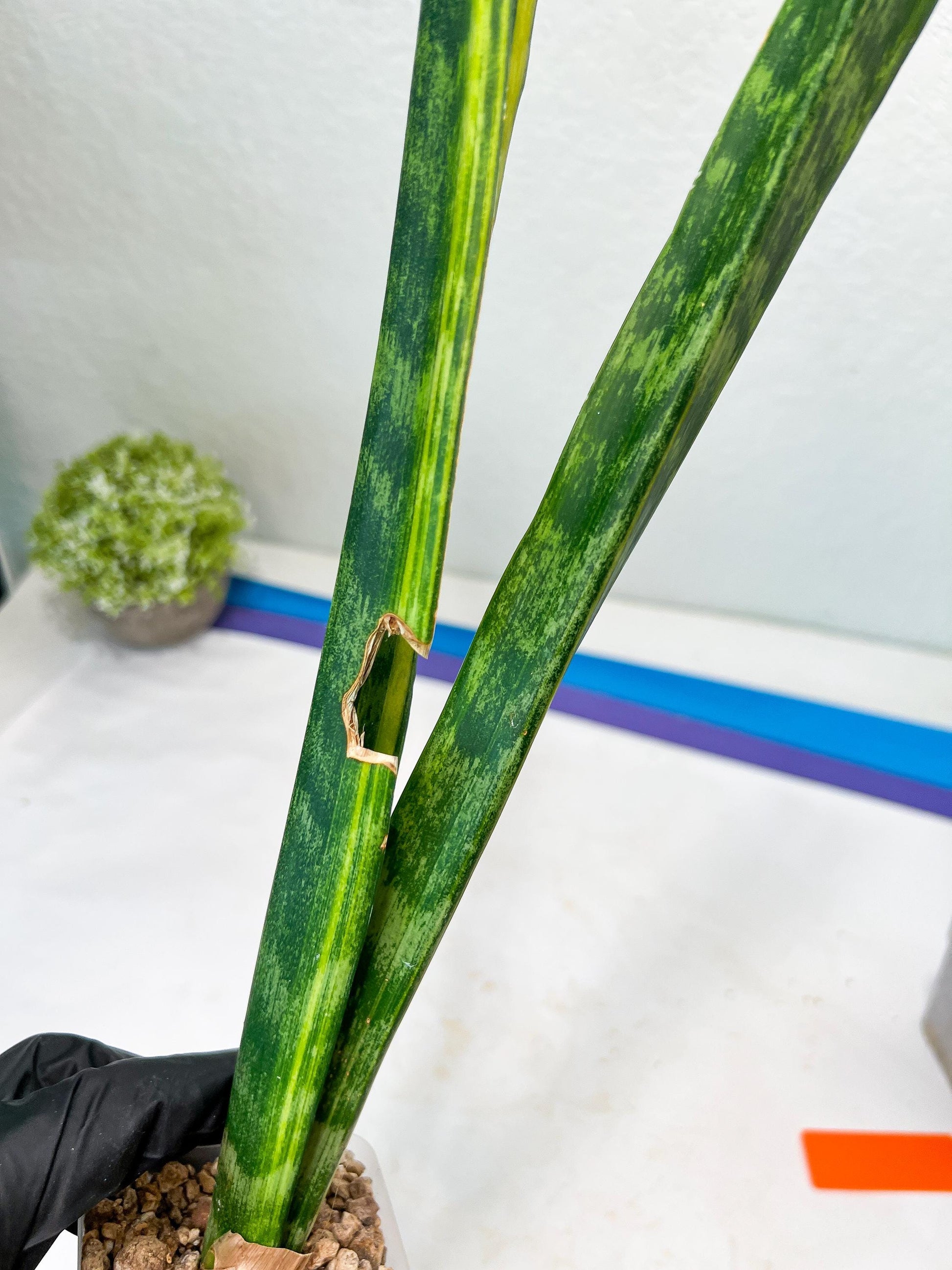 Sansevieria Trifasciata Parva Stick Var (G-R) | Imported Plant