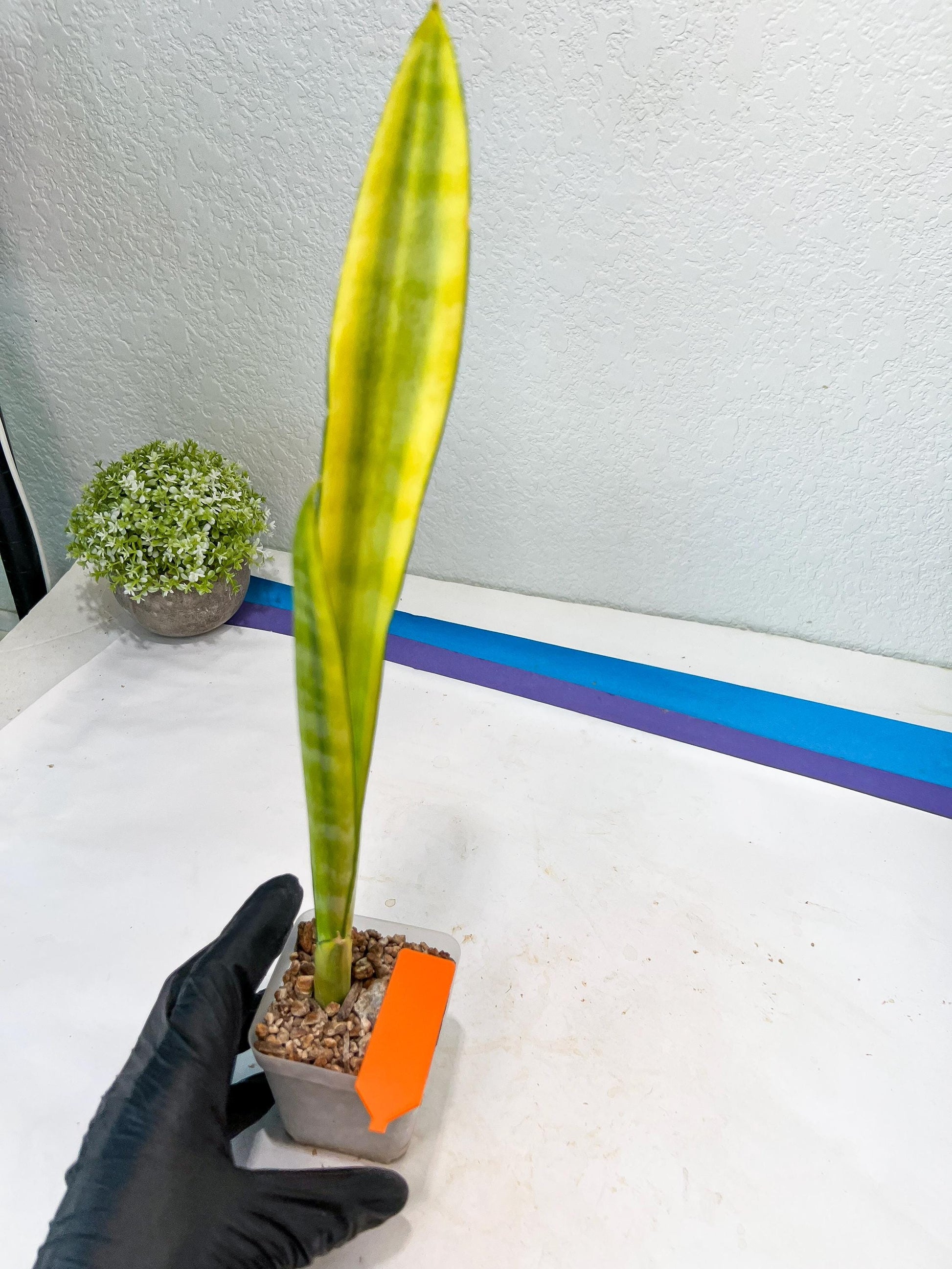 Sansevieria Trifasciata Parva Stick Var (G-R) | Imported Plant