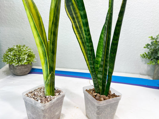 Sansevieria Trifasciata Parva Stick Var (G) | Imported Plant