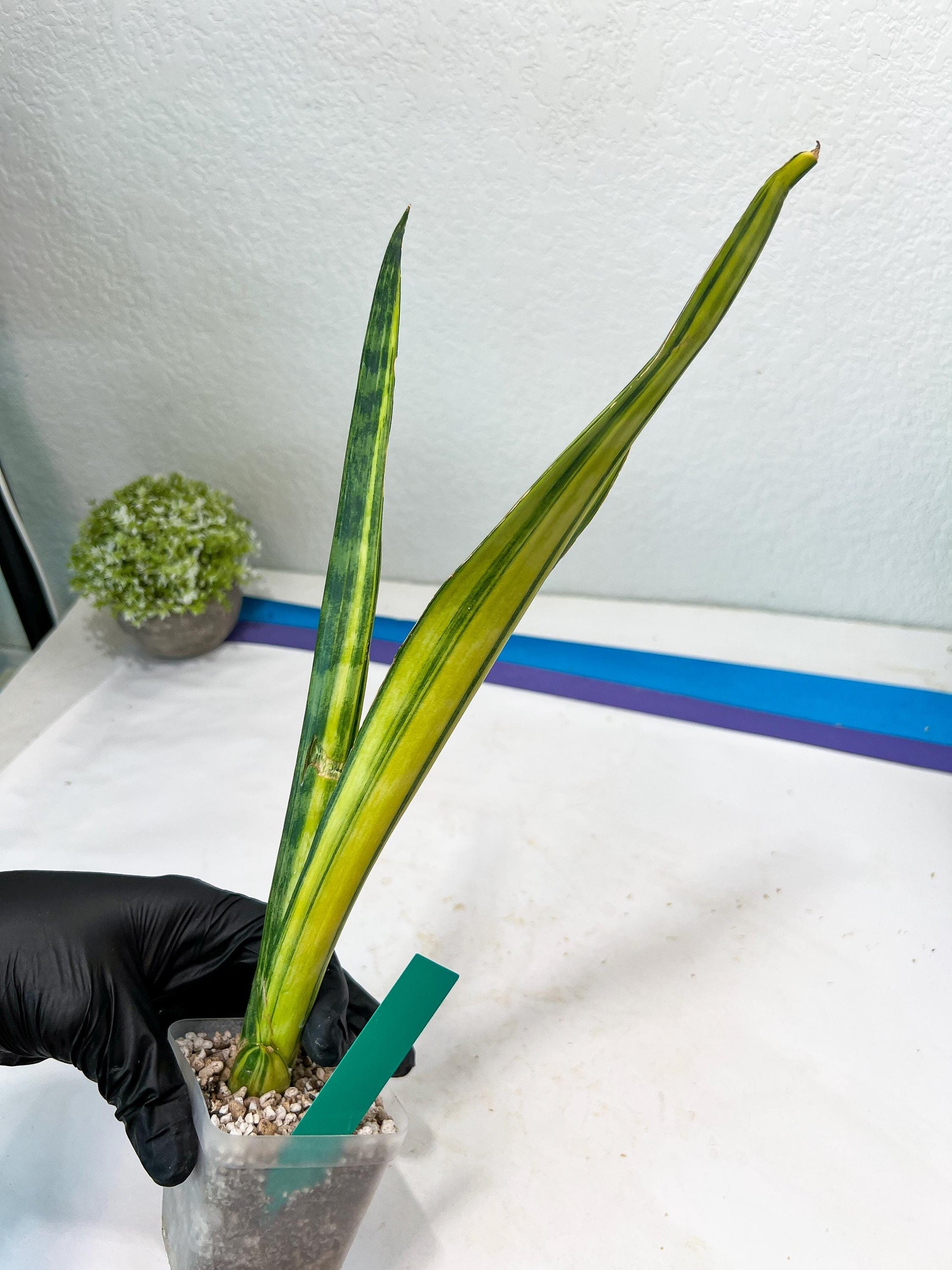 Sansevieria Trifasciata Parva Stick Var (G) | Imported Plant
