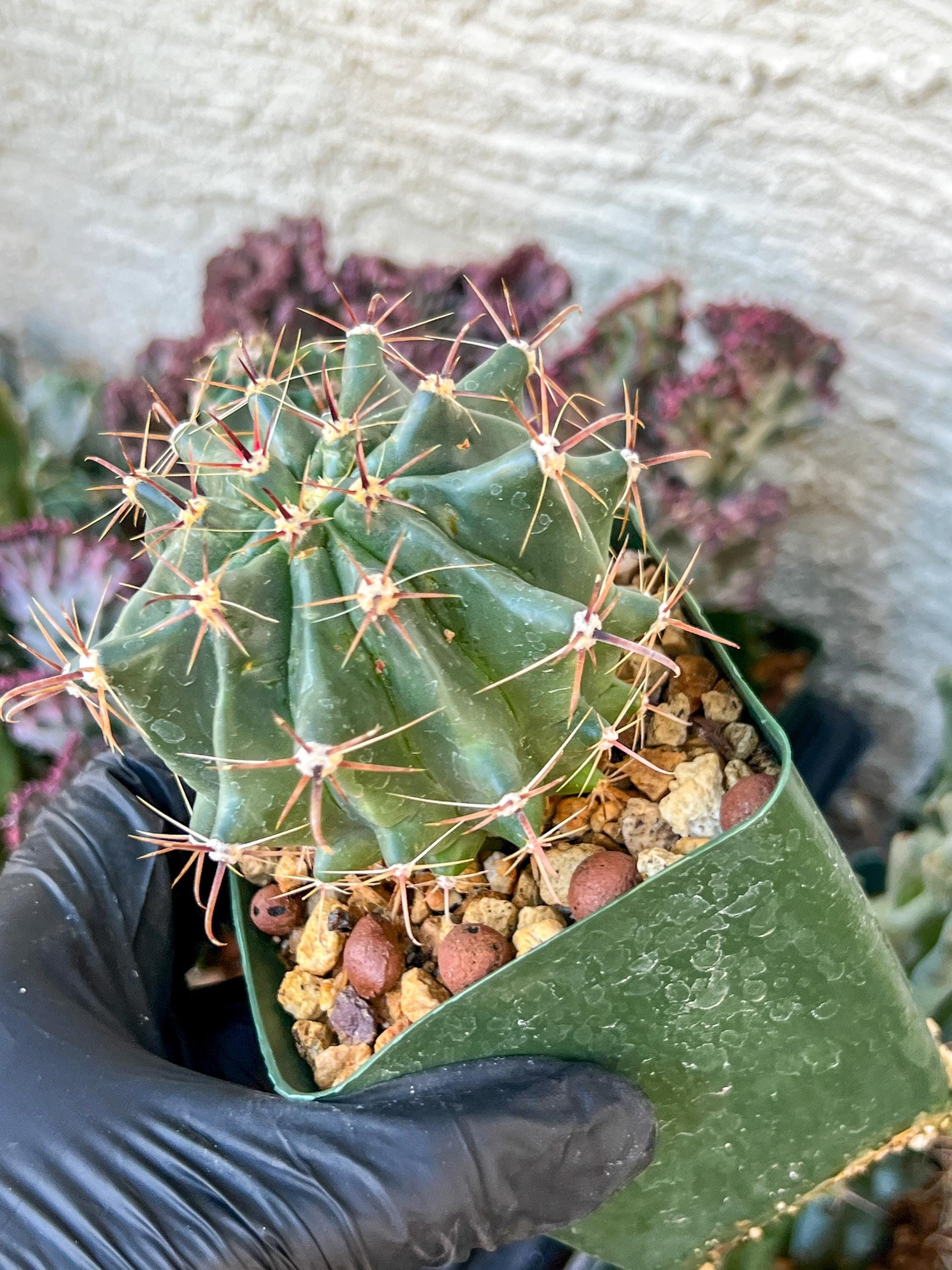 Ferocactus Gracilis Sub Gatesii (C2) (G14) | 3.5Pot