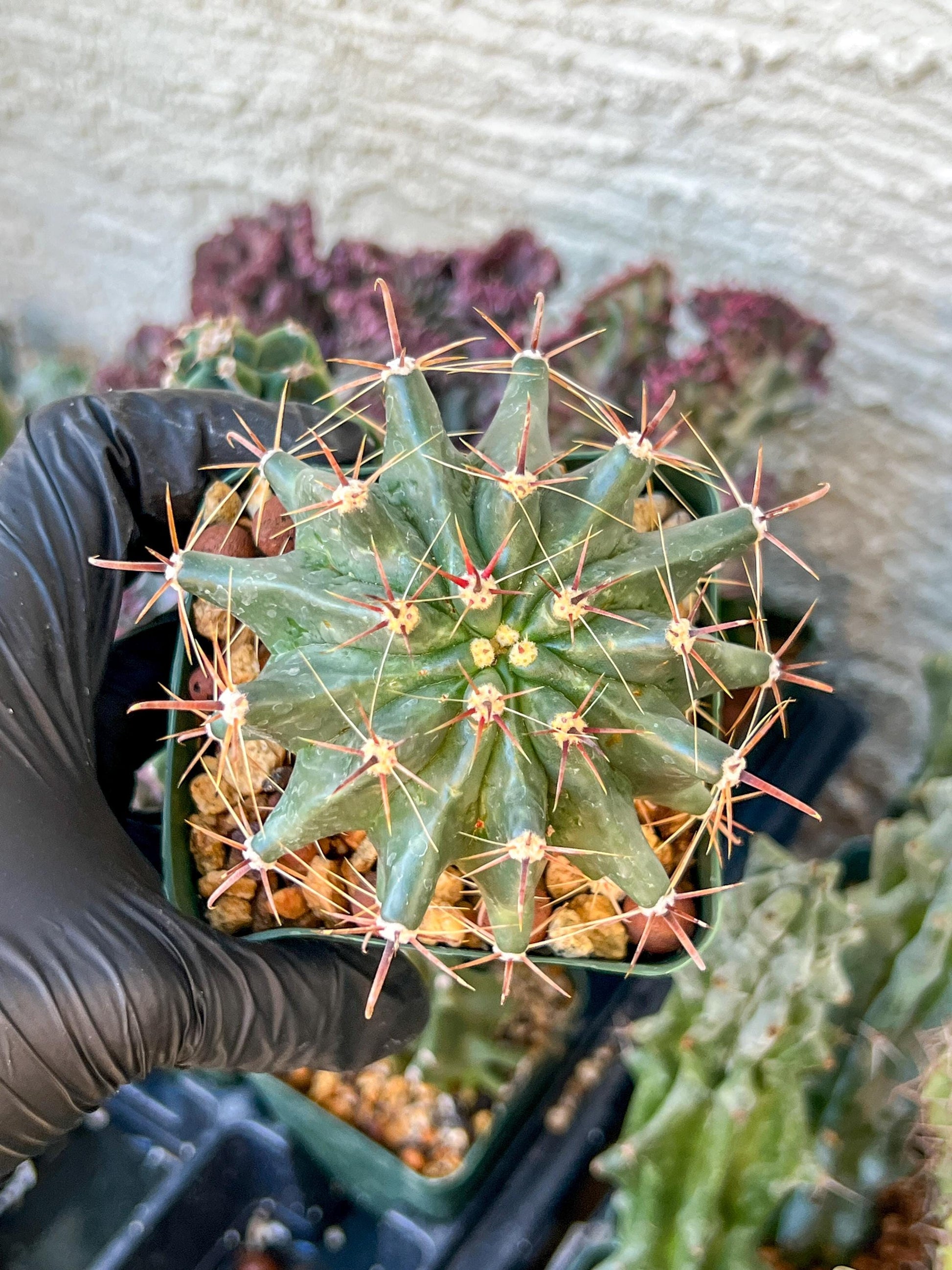 Ferocactus Gracilis Sub Gatesii (C2) (G14) | 3.5Pot