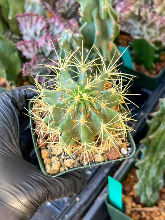 Ferocactus glaucescens (C2) (G13) | 3.5Pot