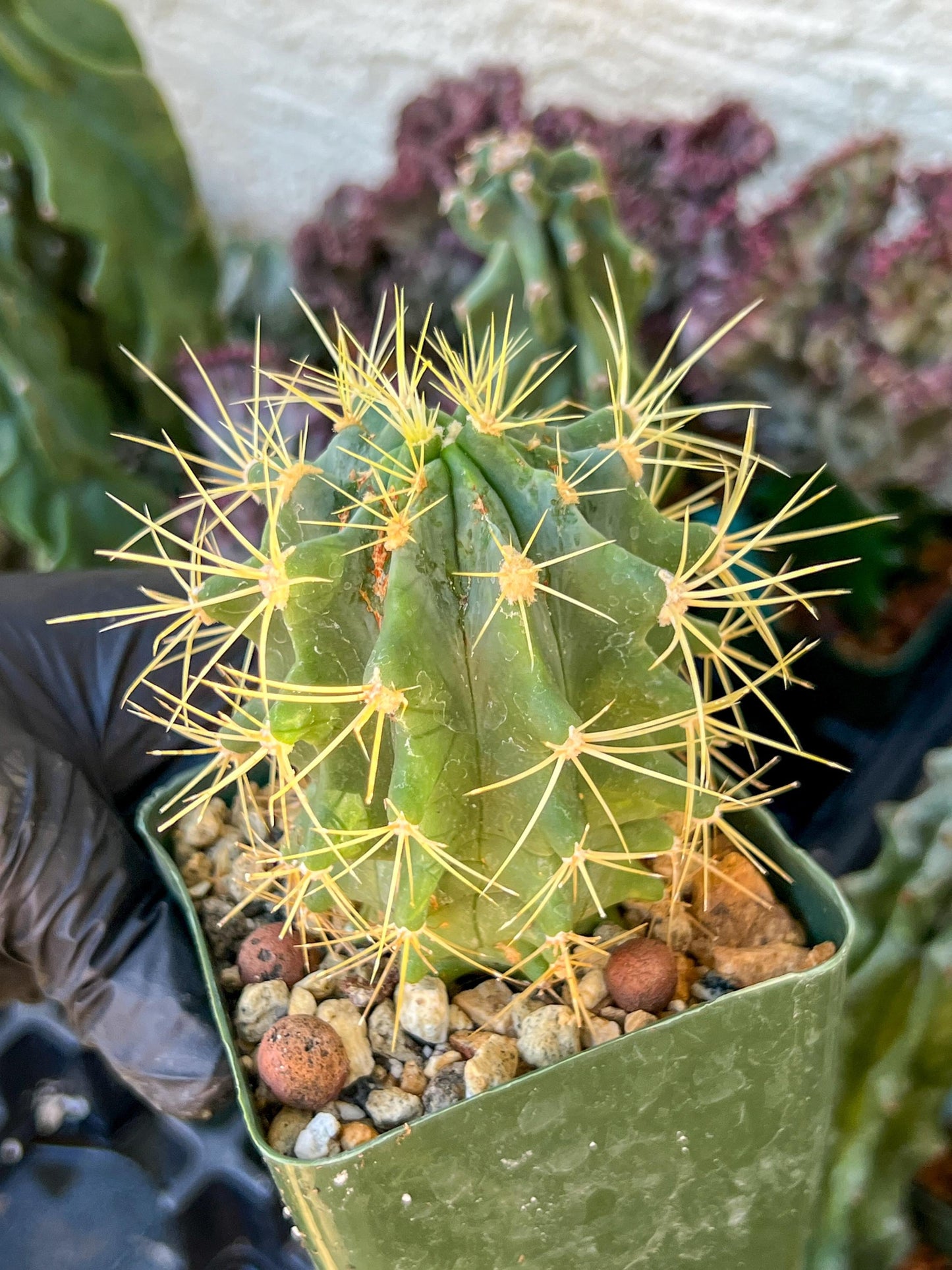 Ferocactus glaucescens (C2) (G13) | 3.5Pot