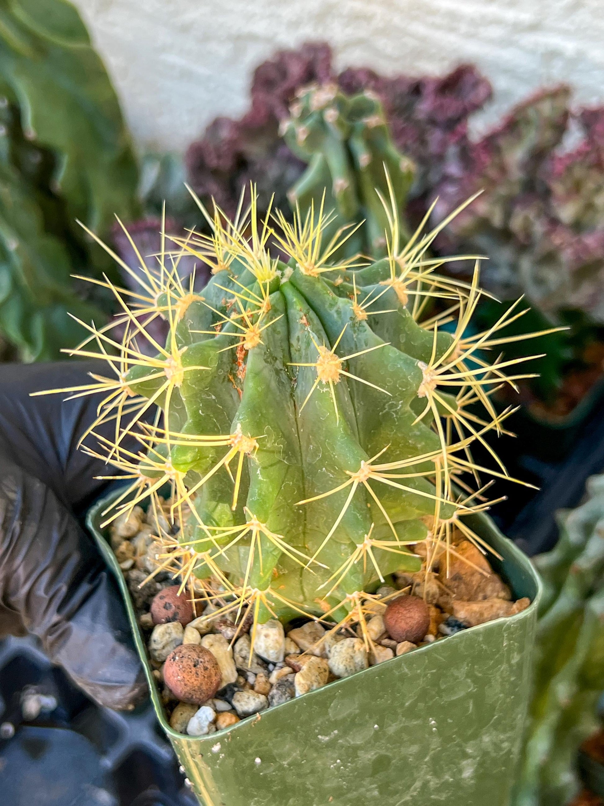 Ferocactus glaucescens (C2) (G13) | 3.5Pot