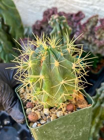 Ferocactus glaucescens (C2) (G13) | 3.5Pot