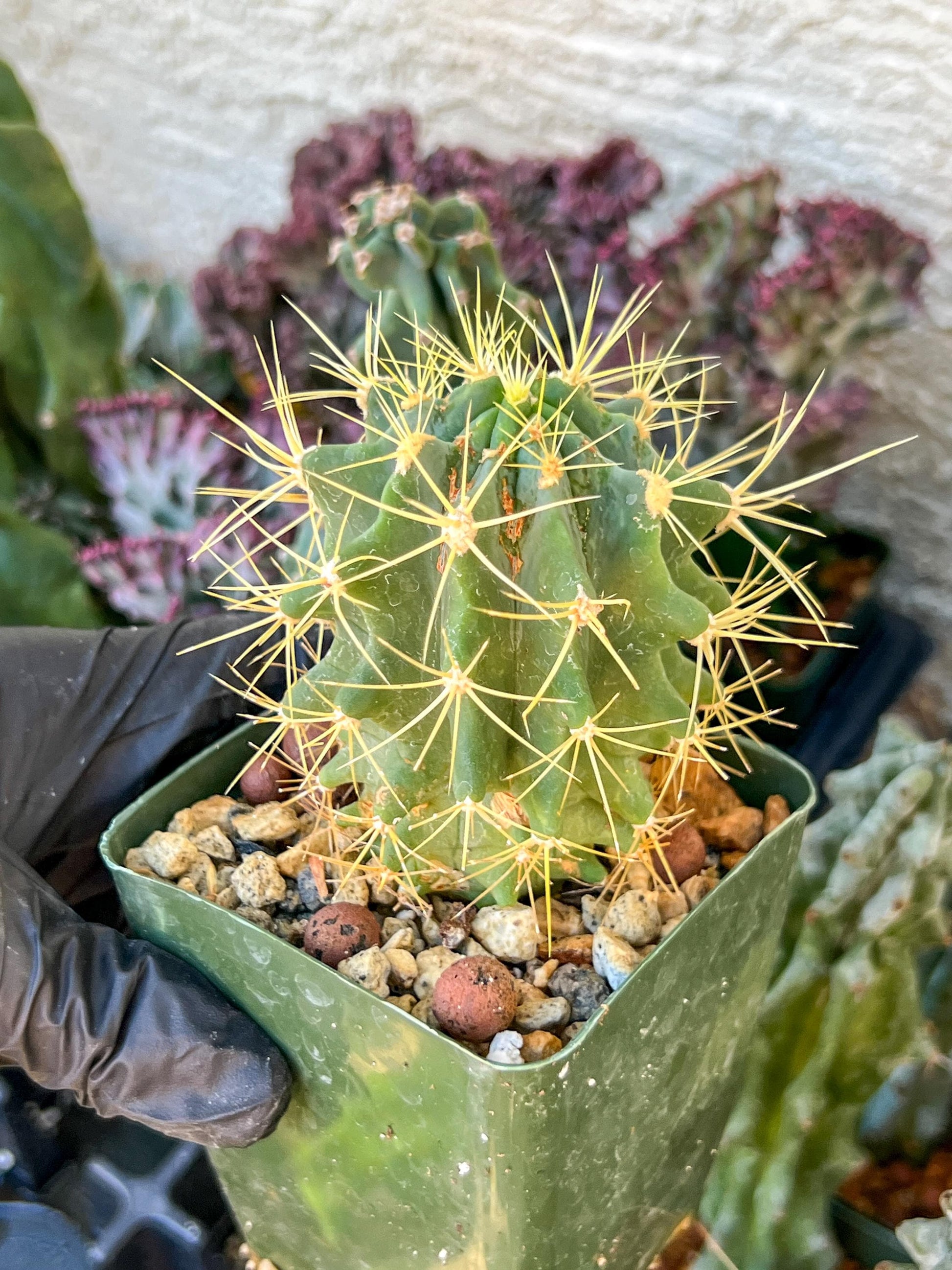Ferocactus glaucescens (C2) (G13) | 3.5Pot