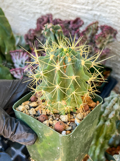 Ferocactus glaucescens (C2) (G13) | 3.5Pot