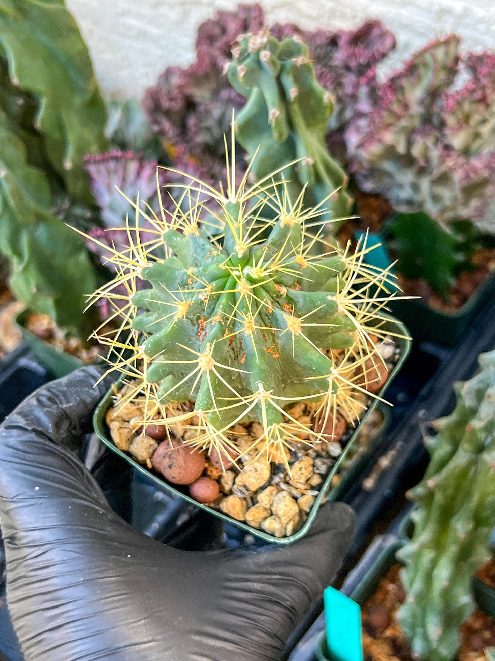 Ferocactus glaucescens (C2) (G13) | 3.5Pot