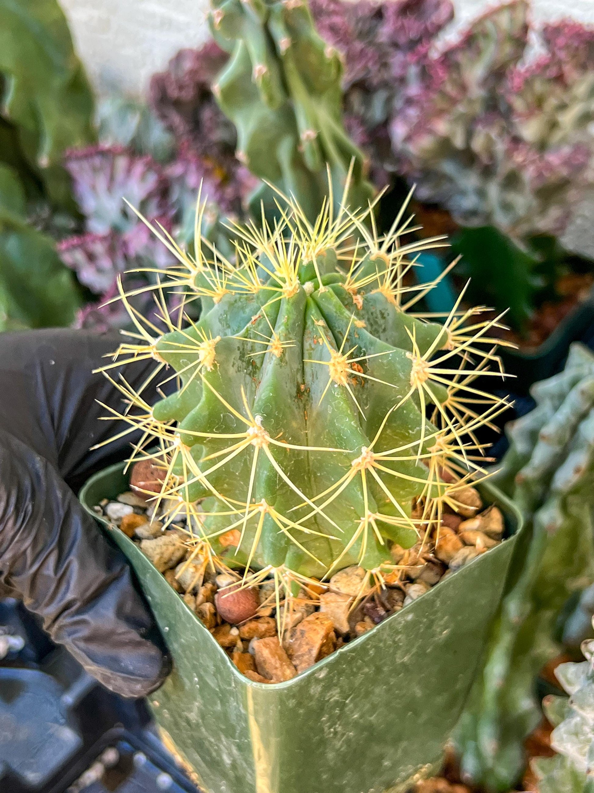 Ferocactus glaucescens (C2) (G13) | 3.5Pot