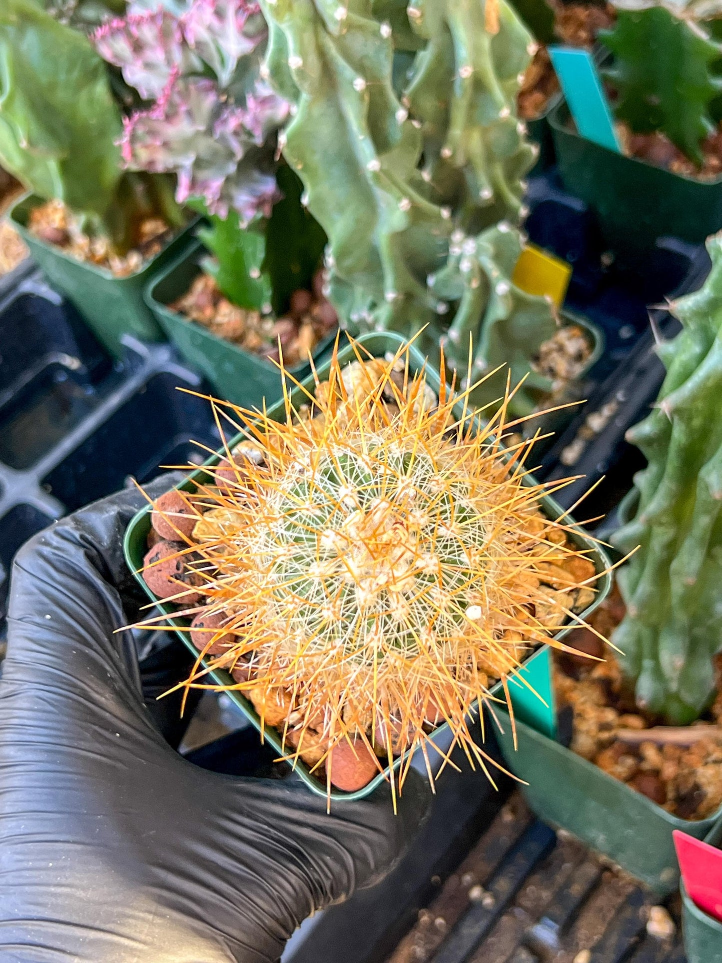 Echinofossulocactus Albatus (C2) (G12) | 3.5Pot