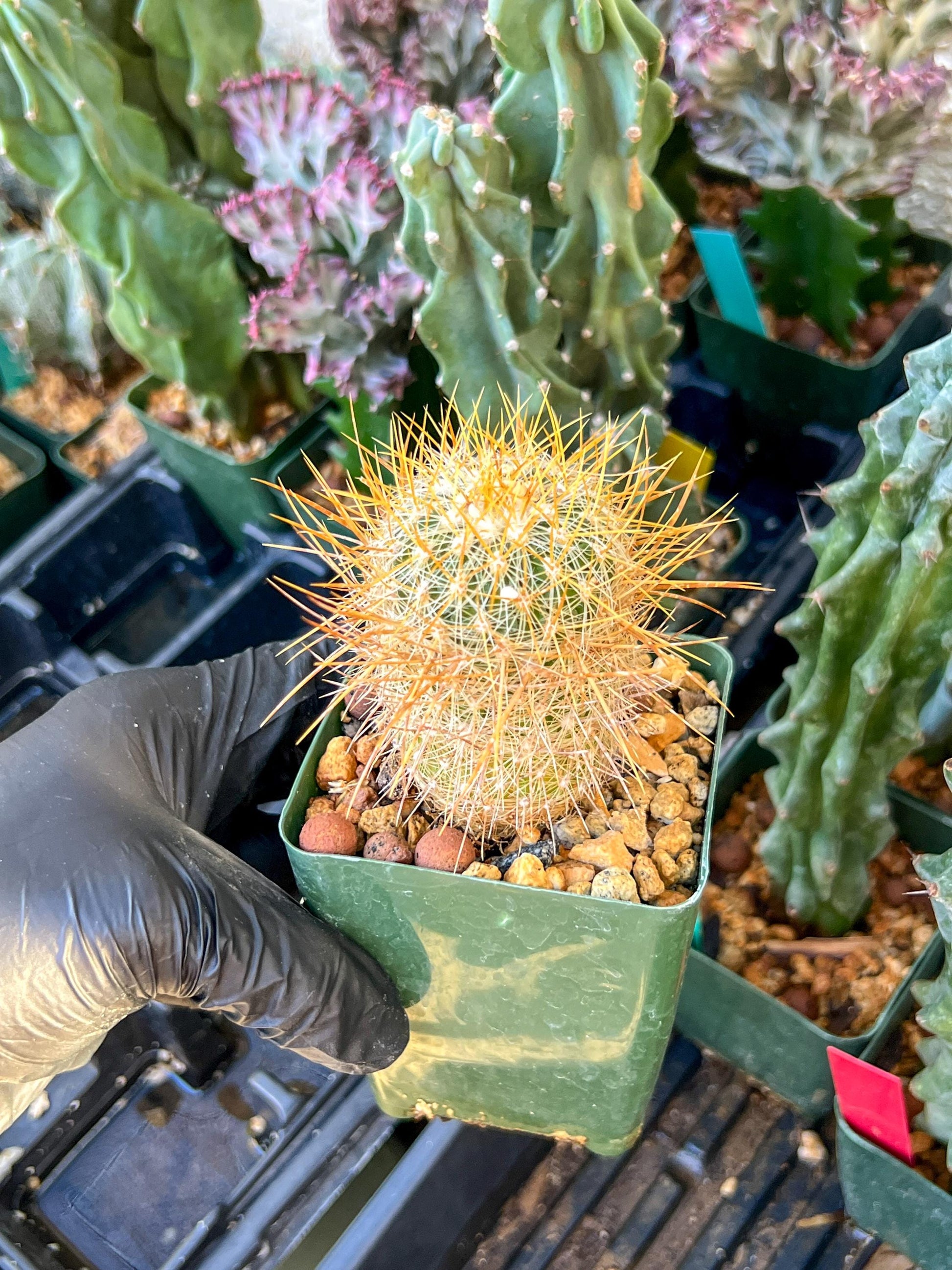 Echinofossulocactus Albatus (C2) (G12) | 3.5Pot