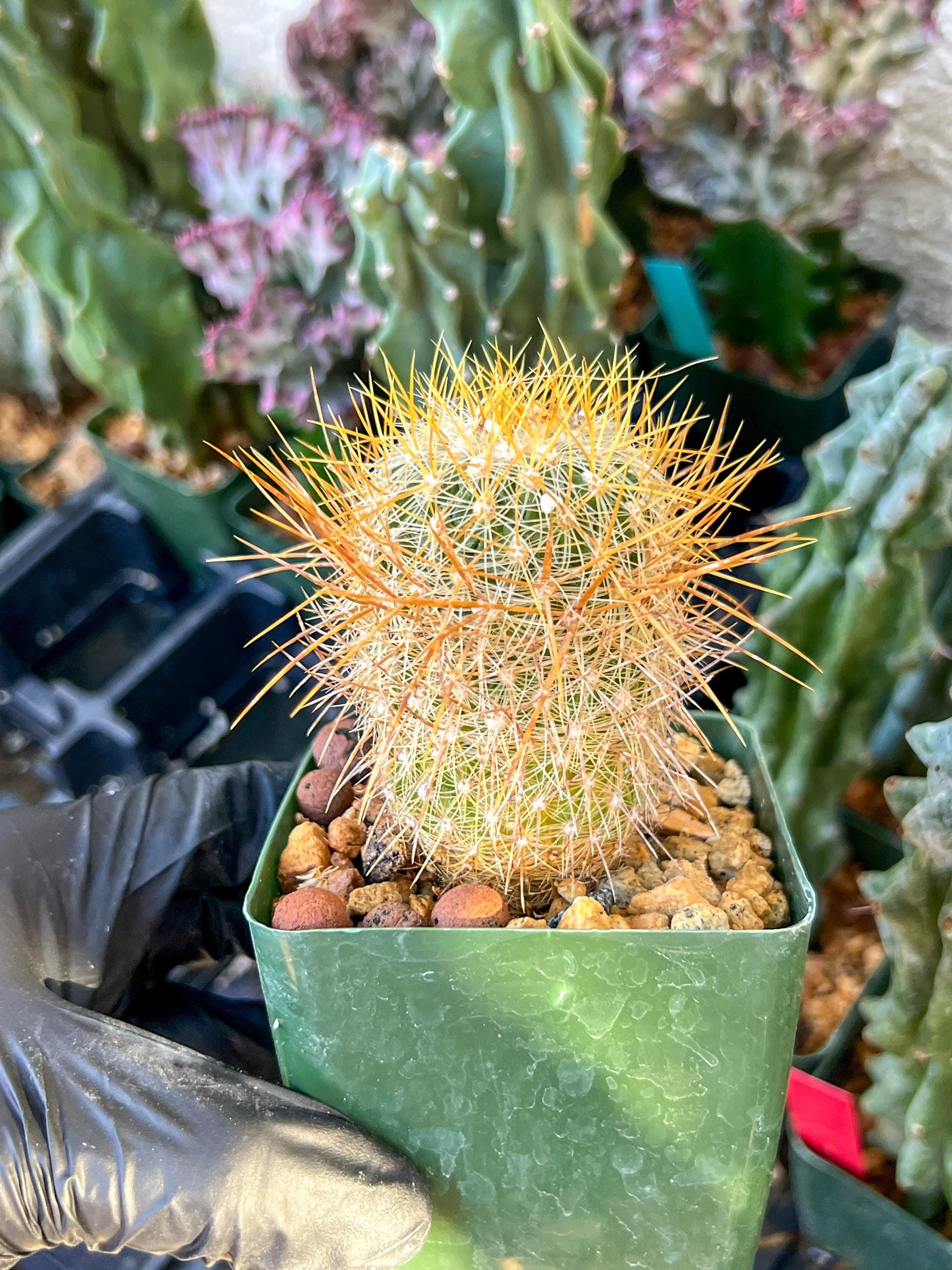 Echinofossulocactus Albatus (C2) (G12) | 3.5Pot