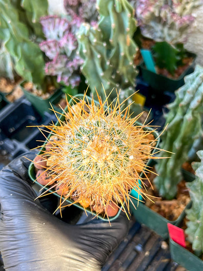 Echinofossulocactus Albatus (C2) (G12) | 3.5Pot