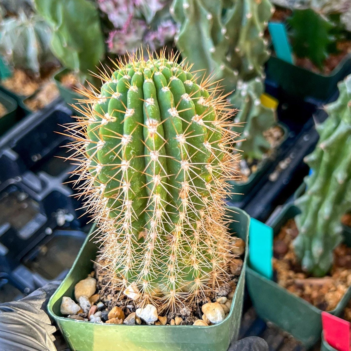 Trichocereus grandiflorus (C2) (G15) | 3.5Pot